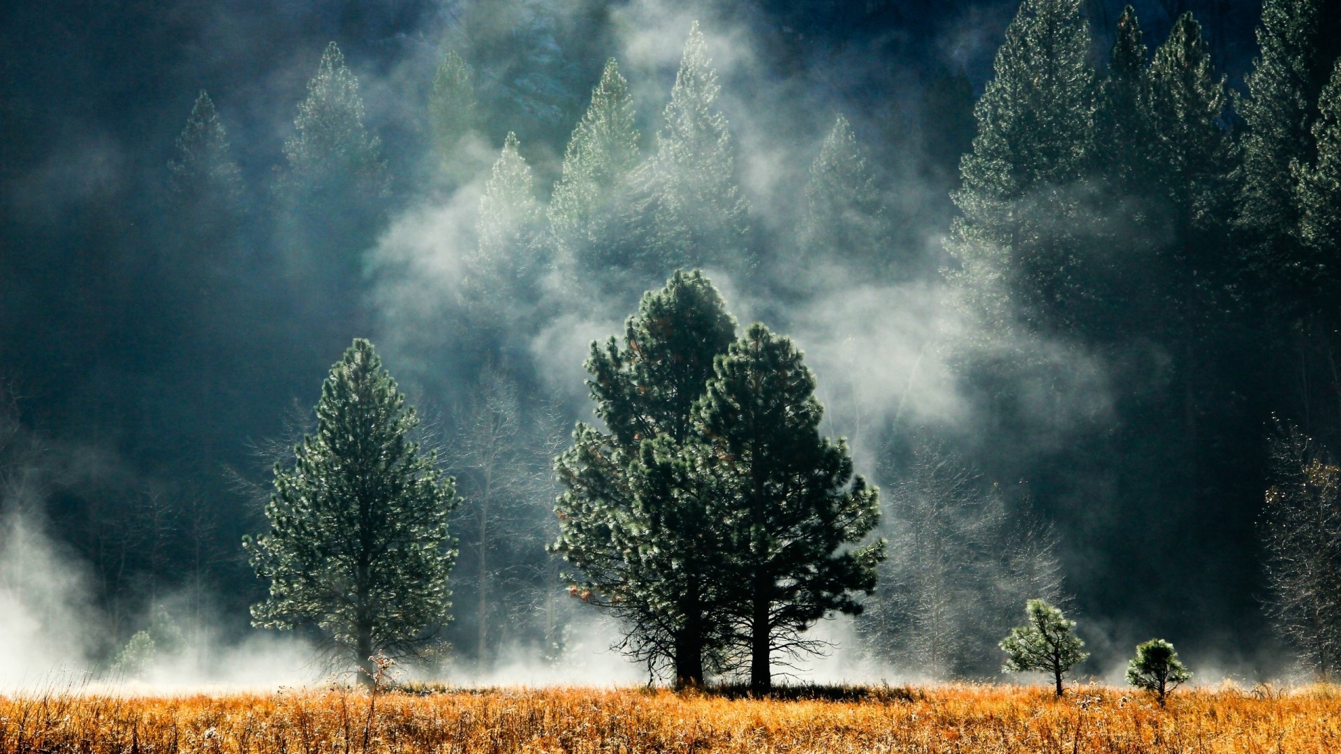 Foggy Pine Forest with Golden Grass HD Wallpaper
