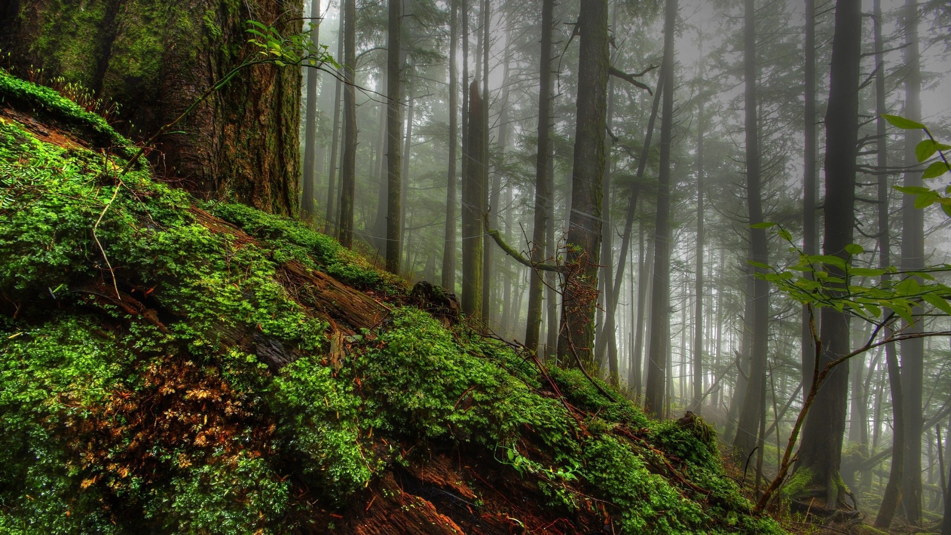 Mossy fallen tree in a misty rainforest HD Wallpaper