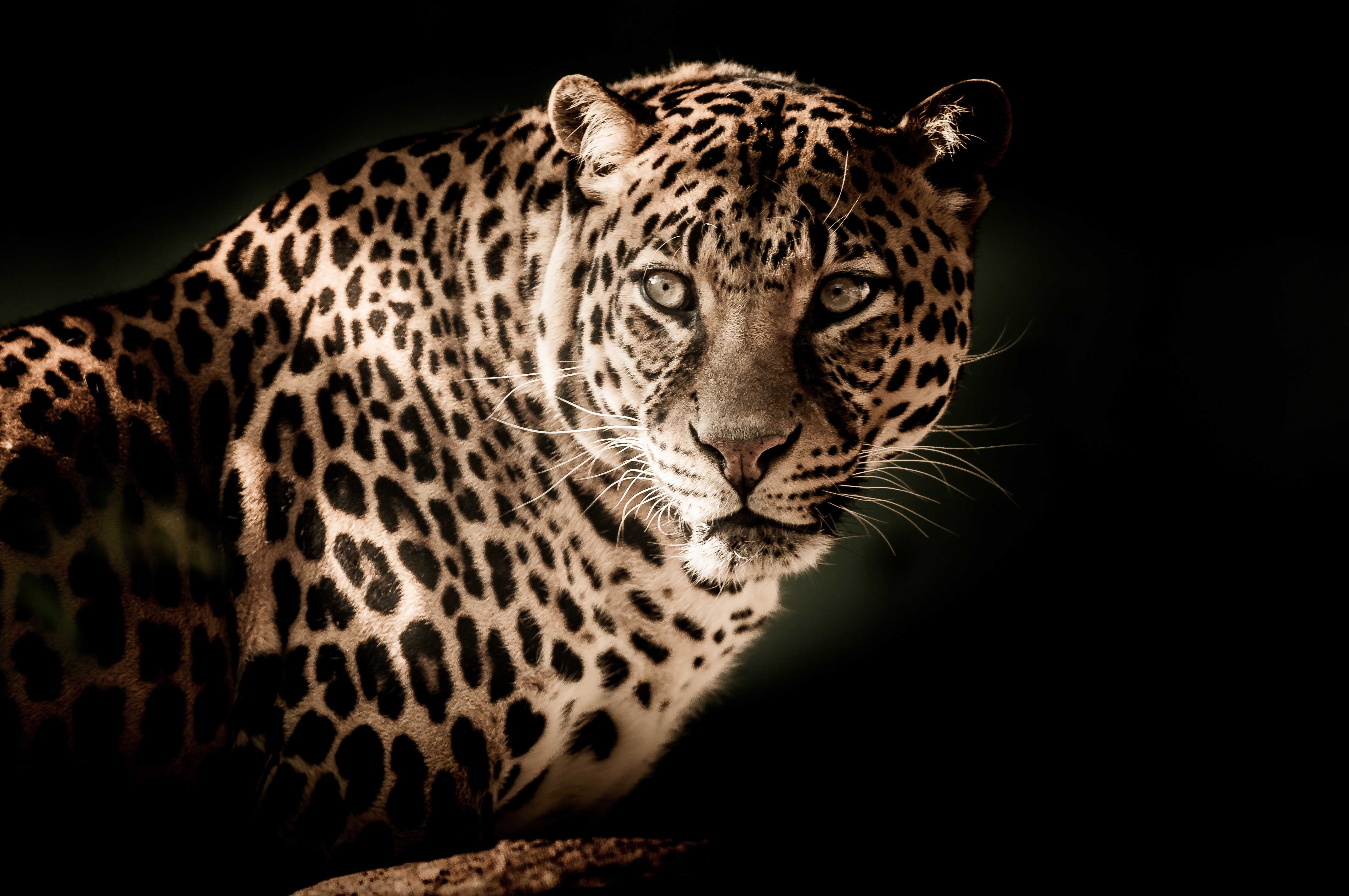 4K Leopard Portrait HD Wallpaper