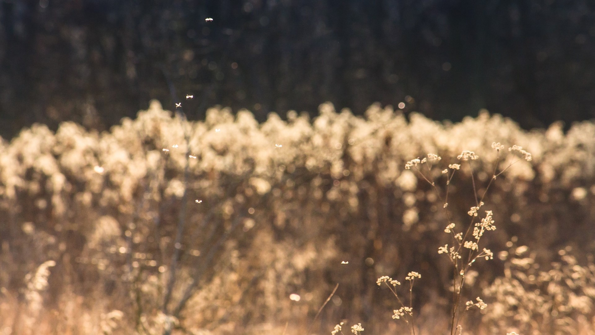 Insects flying over dry grass in sunlight HD Wallpaper