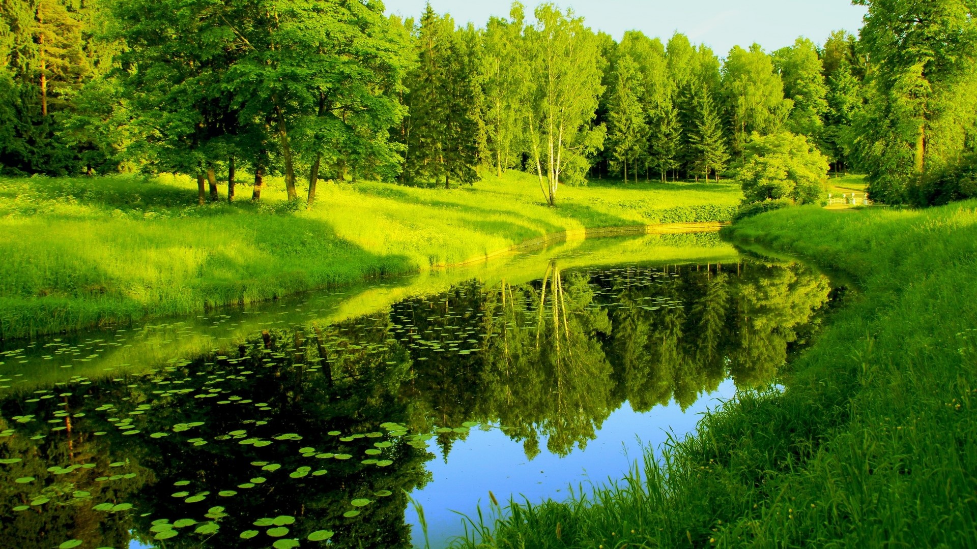 Green forest with a river and reflections HD Wallpaper