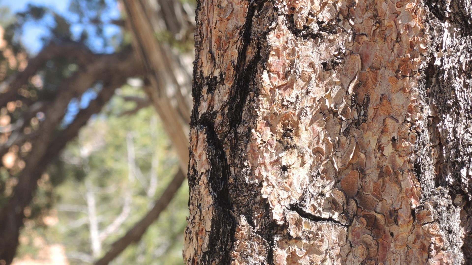 Close-up of tree bark in Utah HD Wallpaper