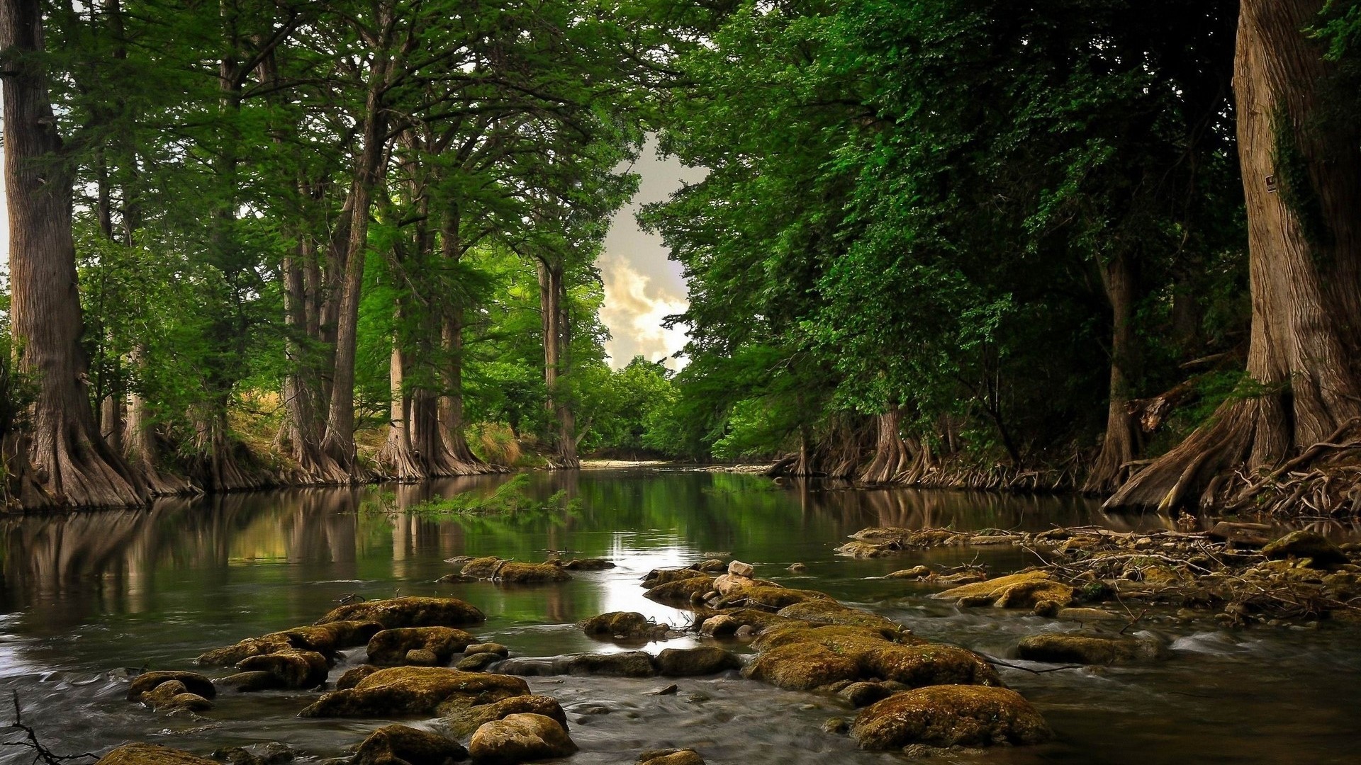 River flowing through a forest with cypress trees HD Wallpaper