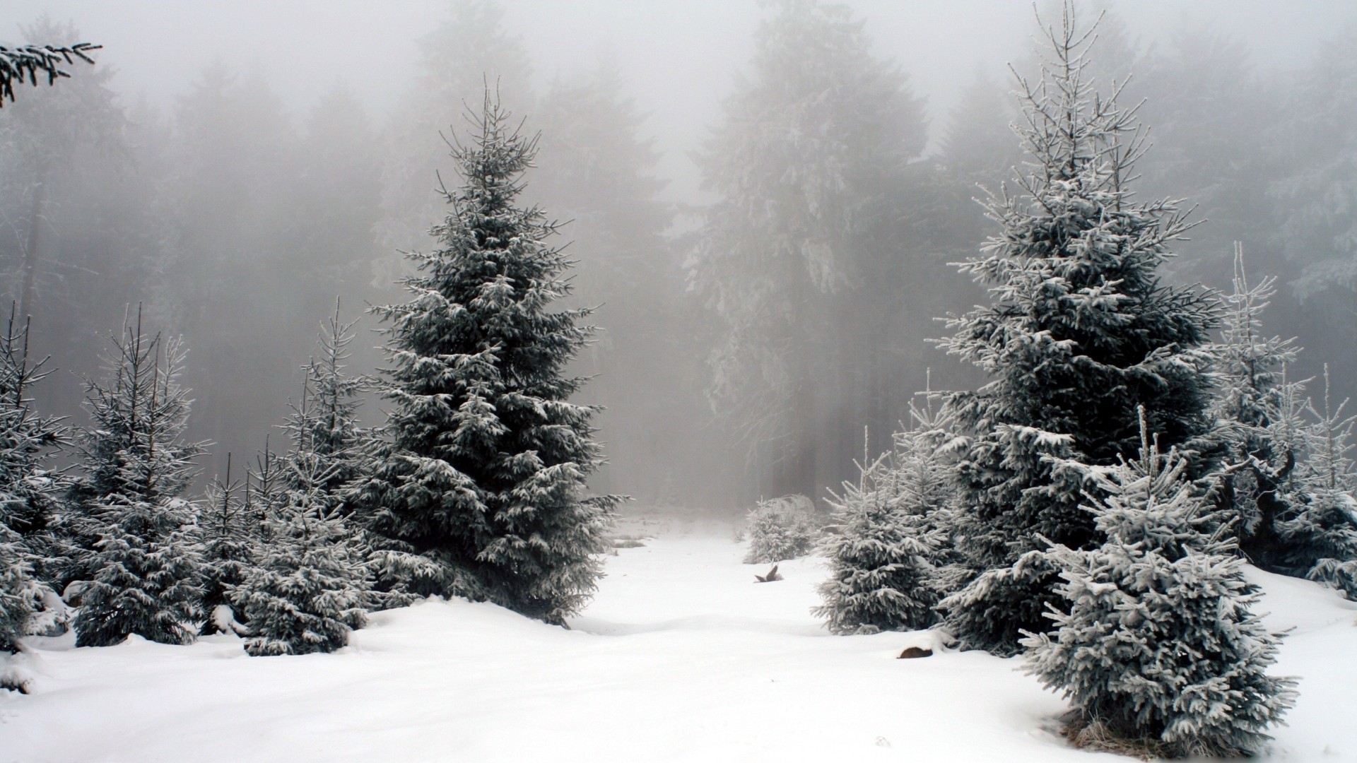 Snowy forest with fir trees in fog HD Wallpaper