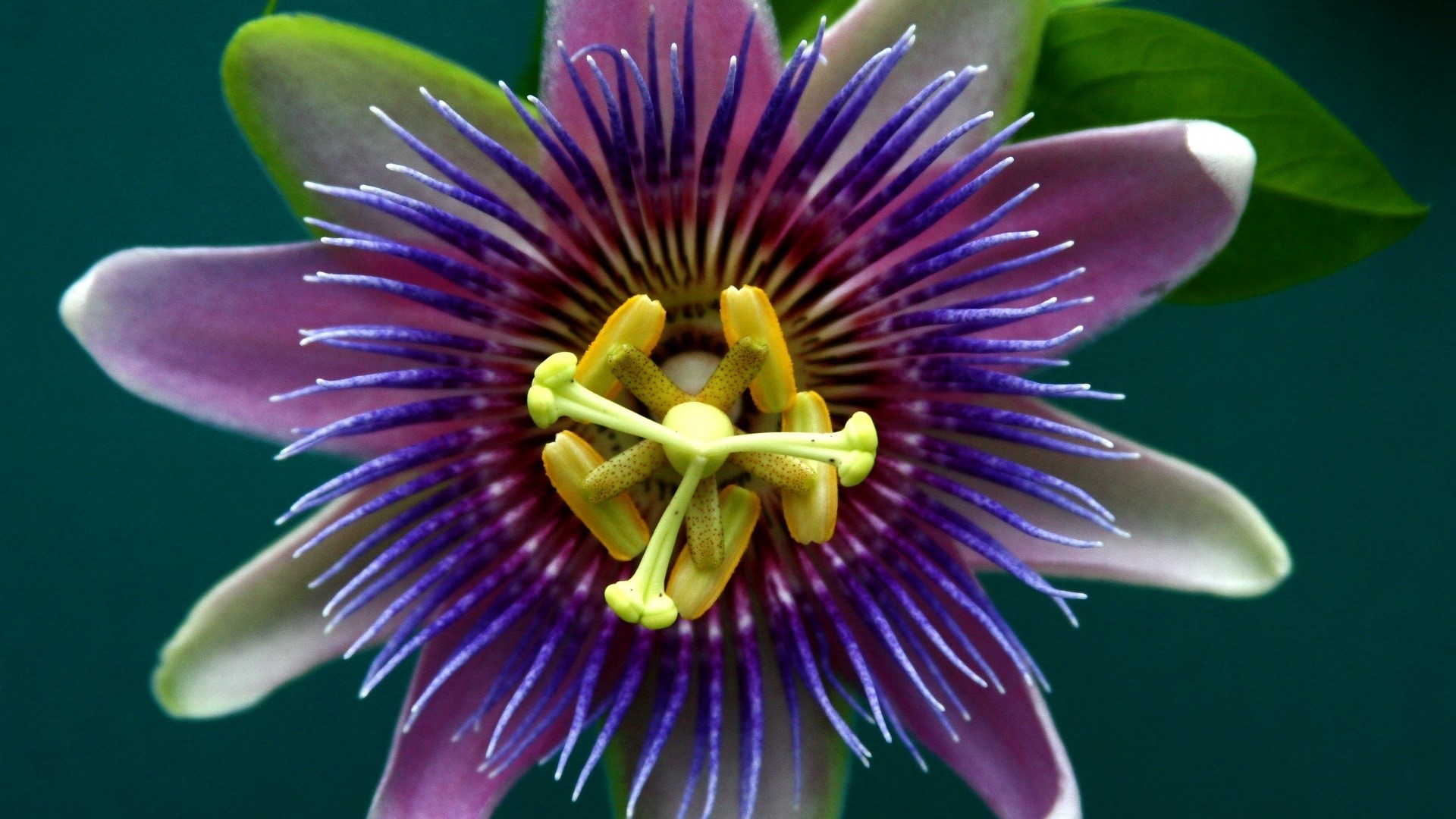 Purple Passion Flower HD Wallpaper