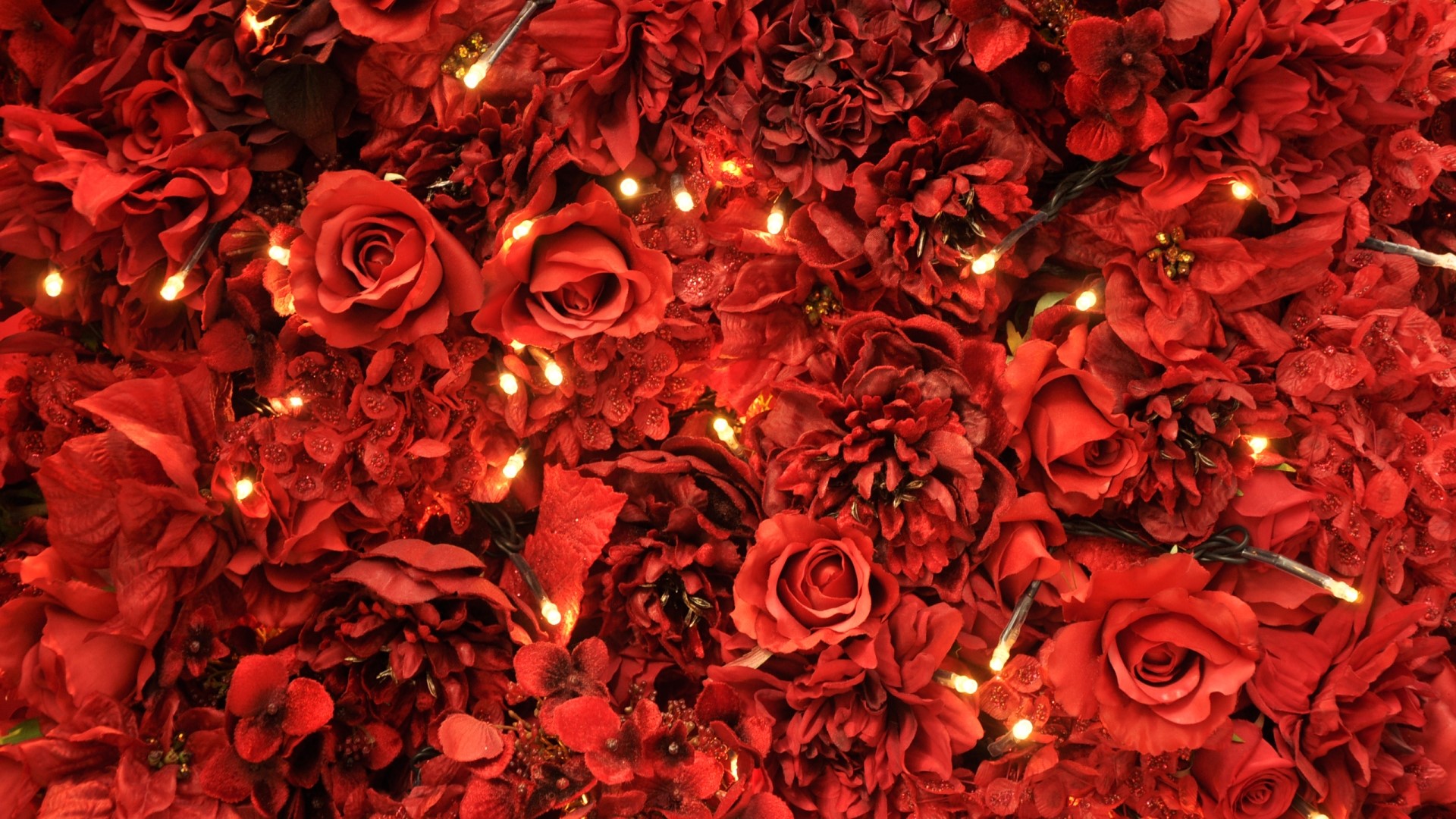 Red Roses and Lights HD Wallpaper