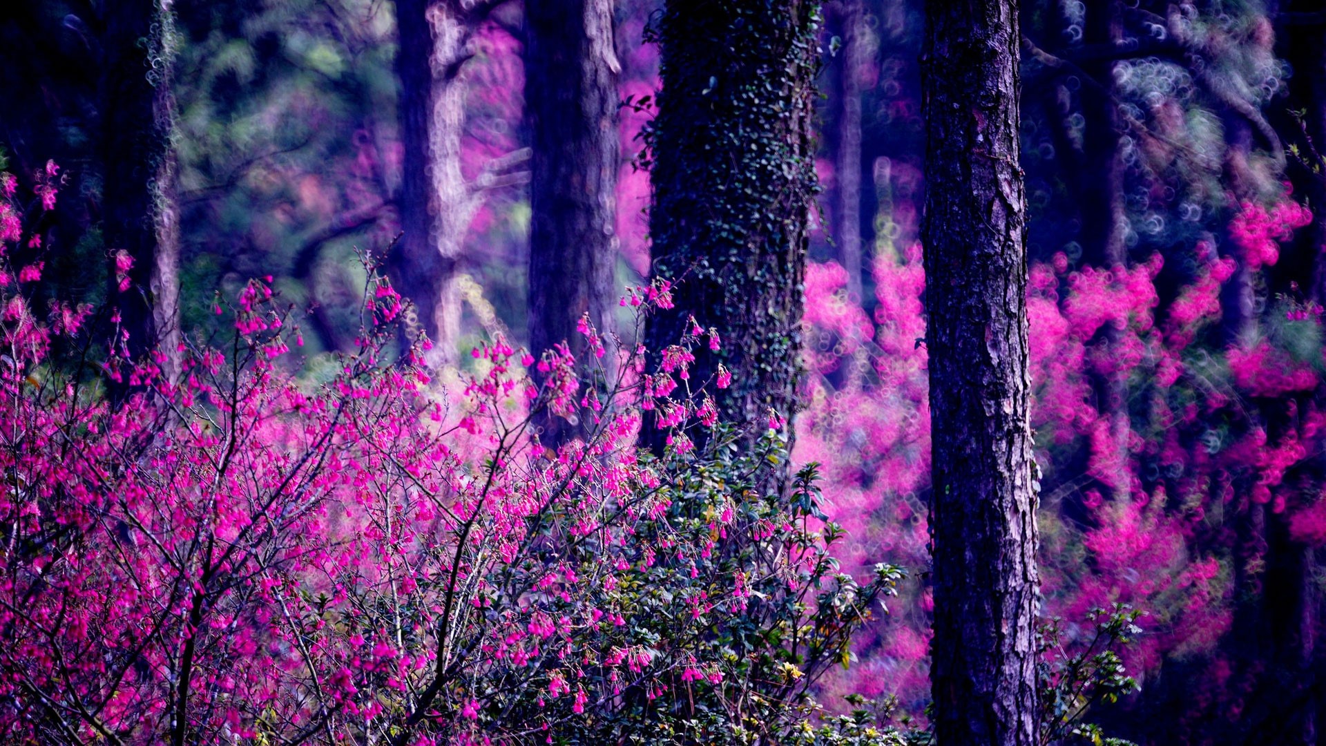 Purple flowers and trees in a forest HD Wallpaper