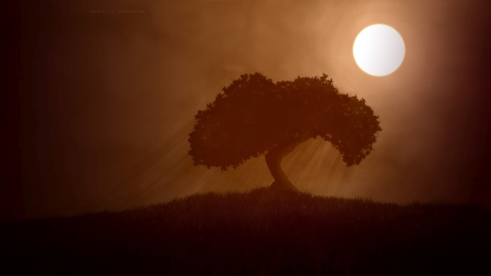 Tree on a hill with sun rays HD Wallpaper