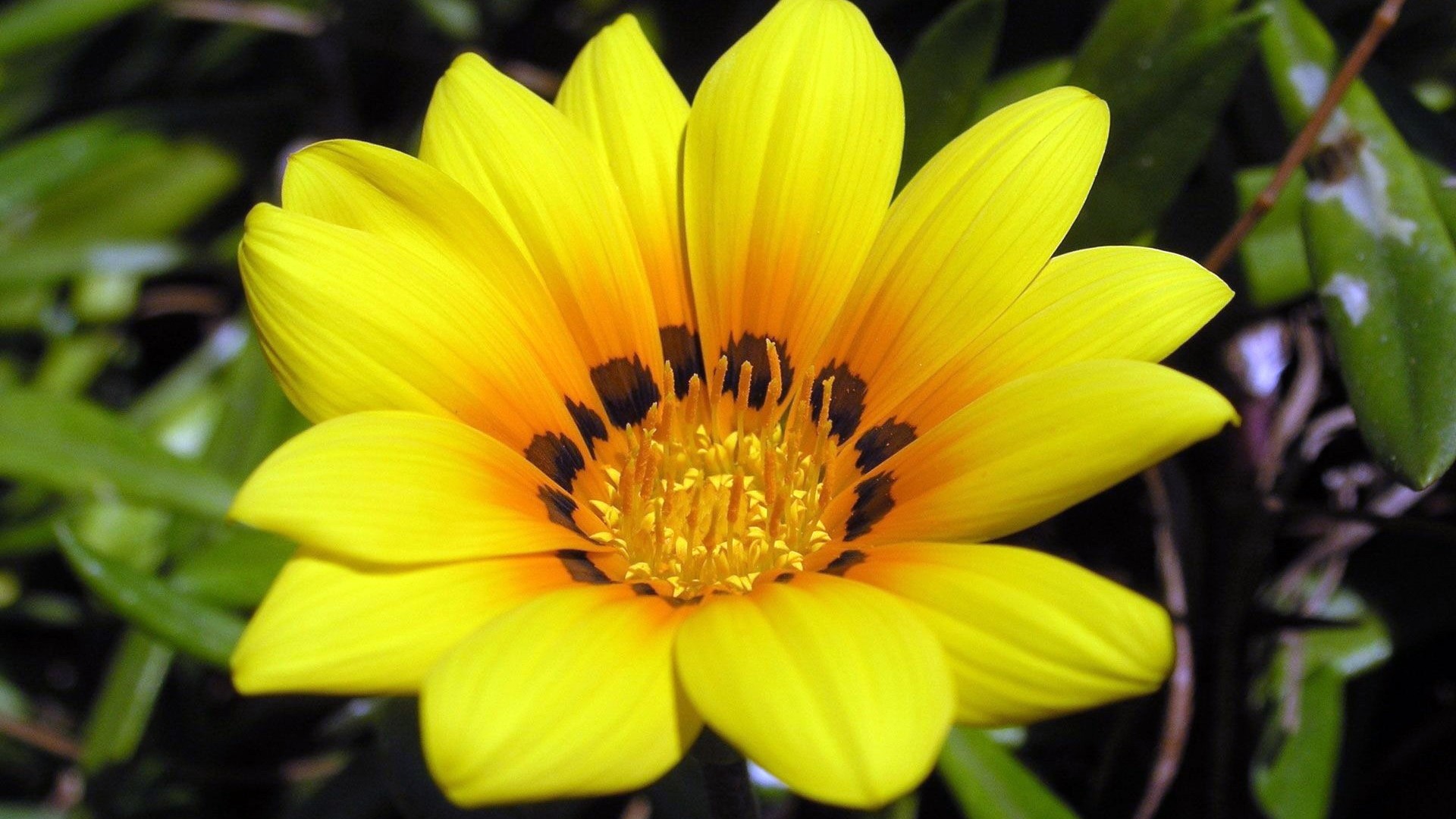 Yellow Gazania flower with dark spots HD Wallpaper