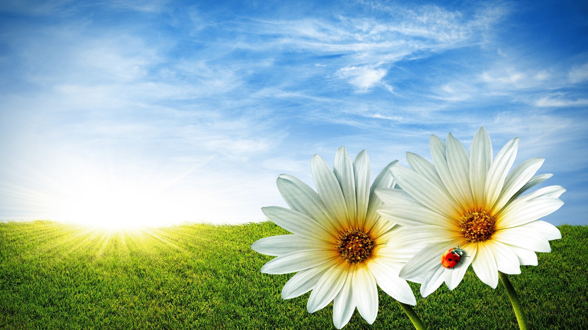 Ladybug on daisies with sunlit meadow and blue sky HD Wallpaper