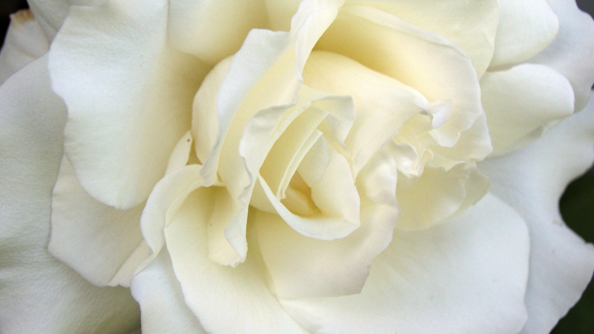 Close-up of a white rose HD Wallpaper