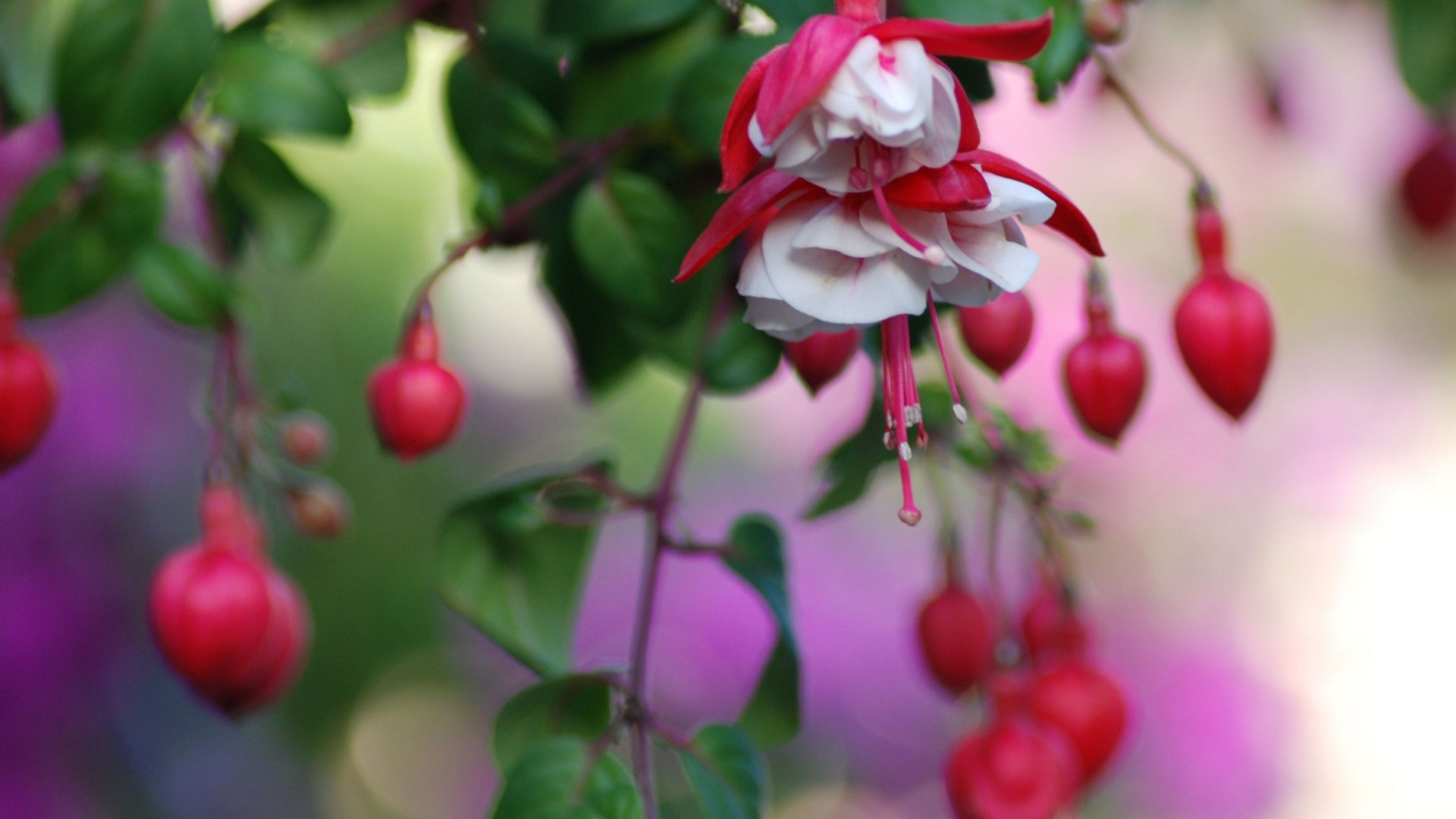 Fuchsia flowers and buds hanging from a branch HD Wallpaper