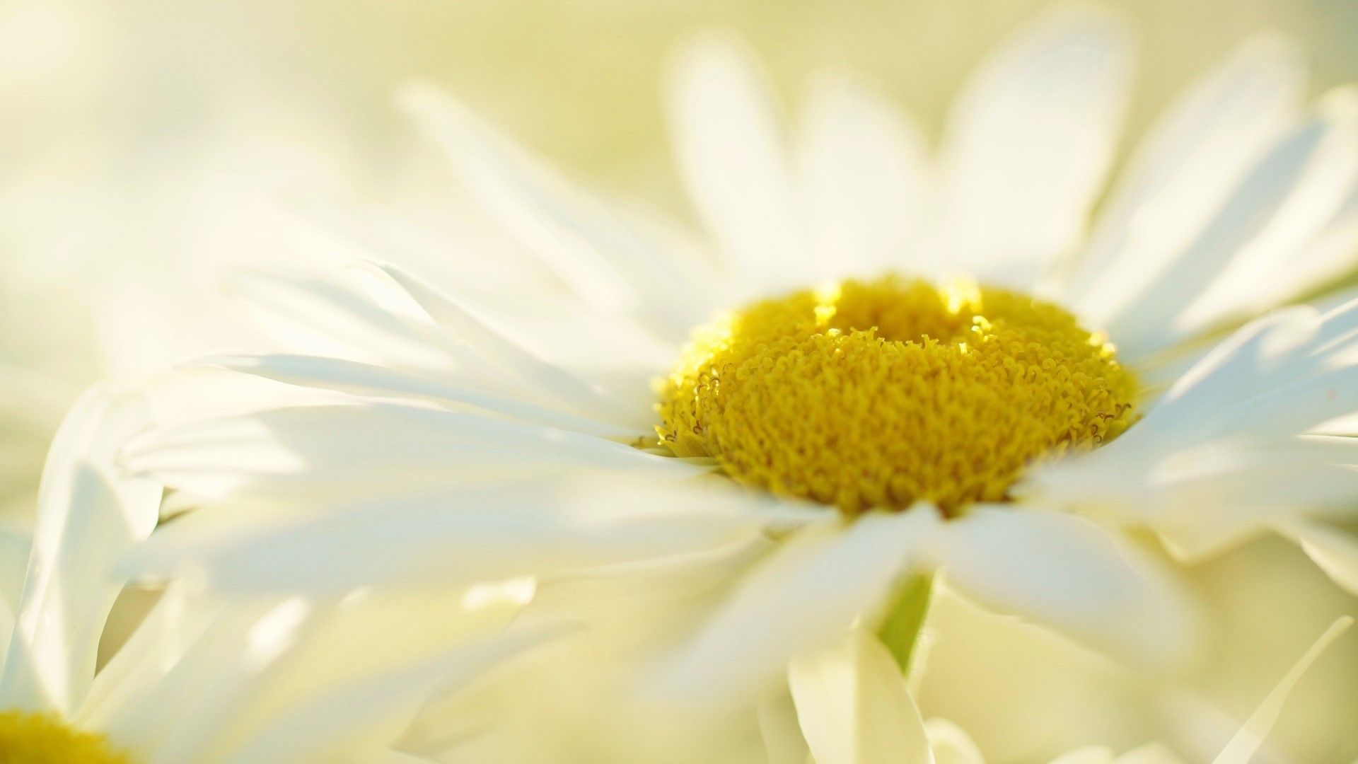 Close-up of a white daisy with a yellow center HD Wallpaper