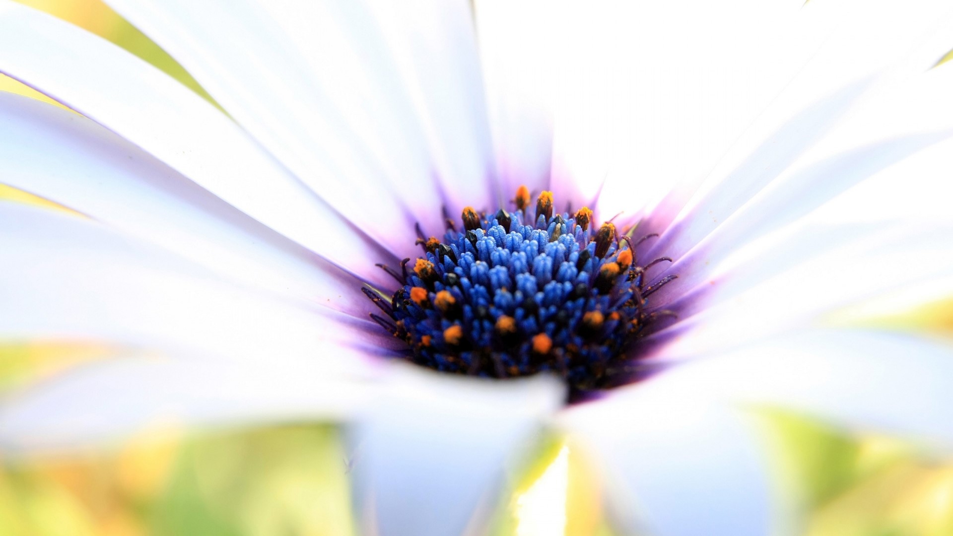 Close-up of a White Daisy Flower HD Wallpaper