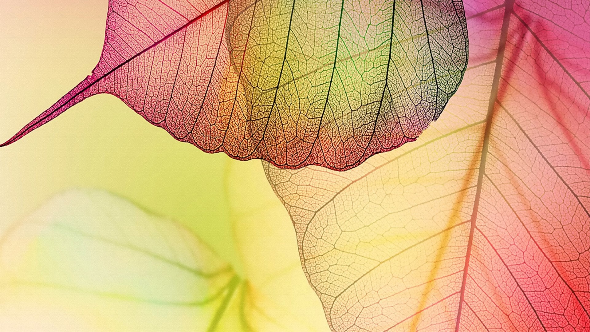 Transparent Skeleton Leaves with Gradient Colors HD Wallpaper