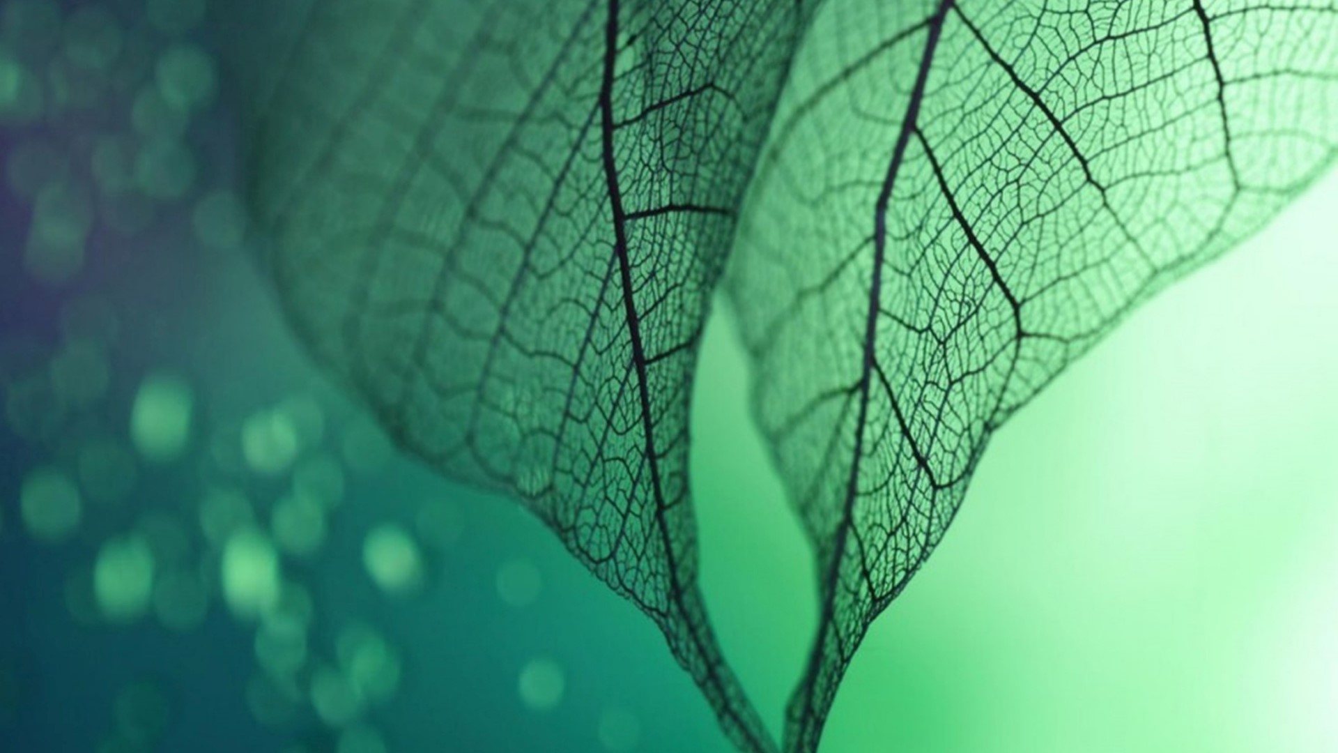 Close-up of translucent green leaves with bokeh HD Wallpaper