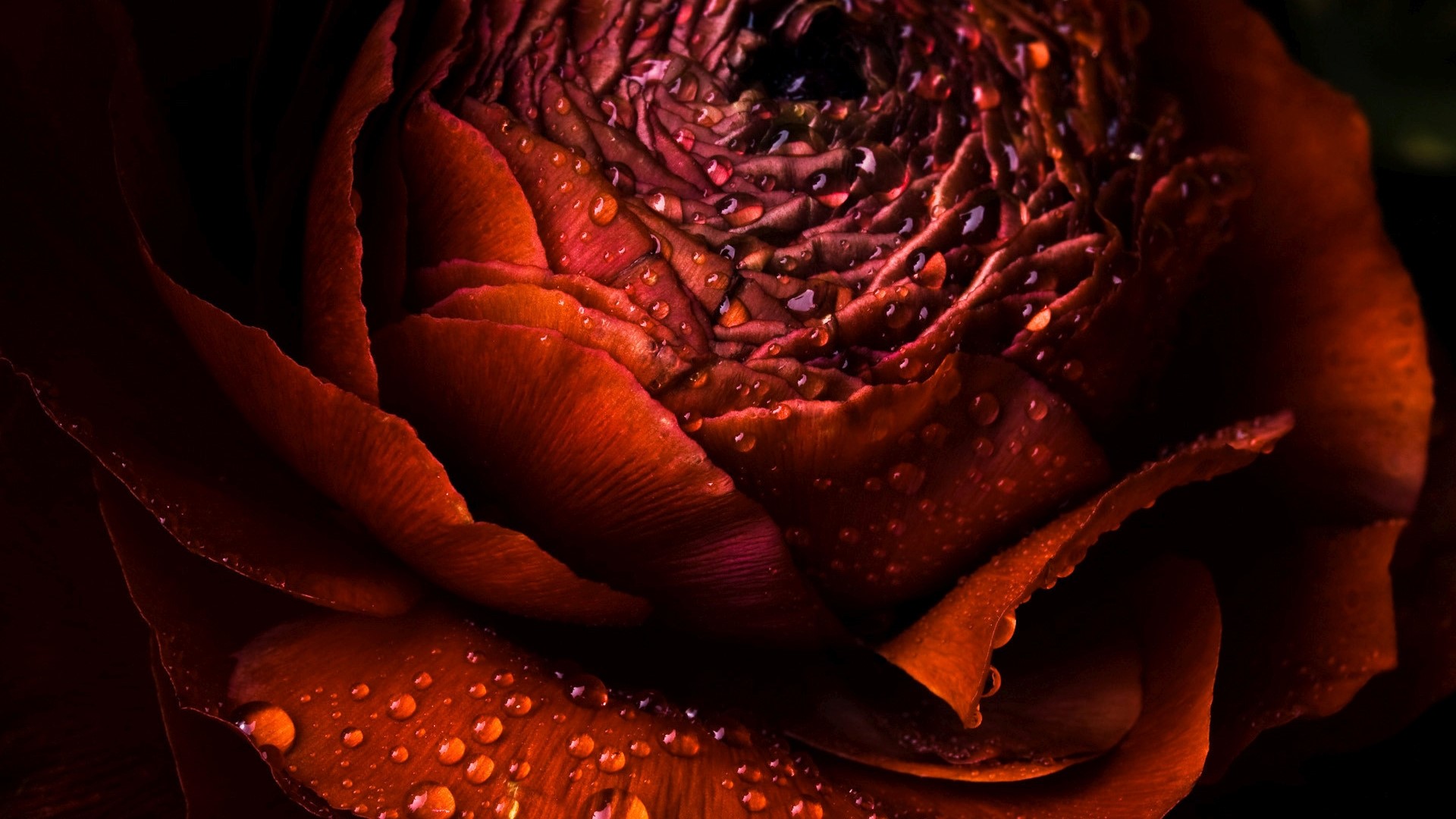 Close-up of a red rose with water droplets HD Wallpaper