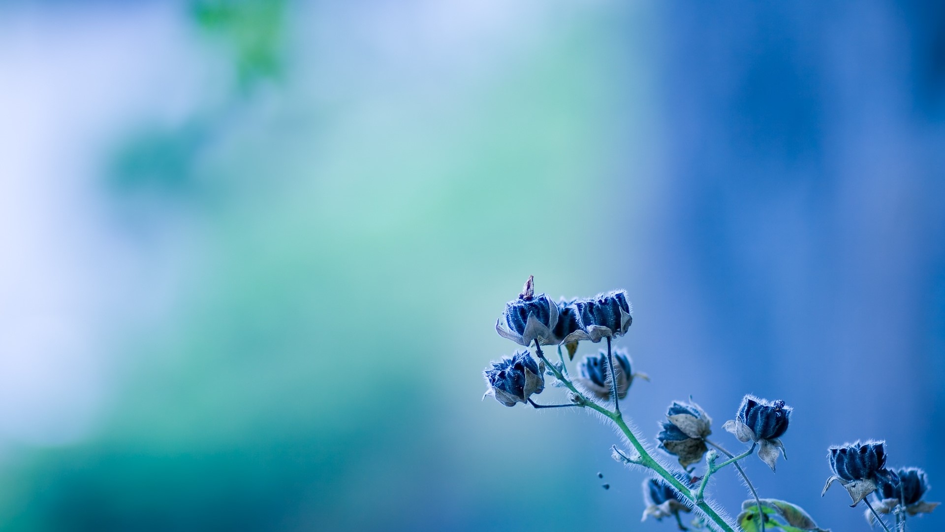 Dried Blue Flowers with Butterfly HD Wallpaper