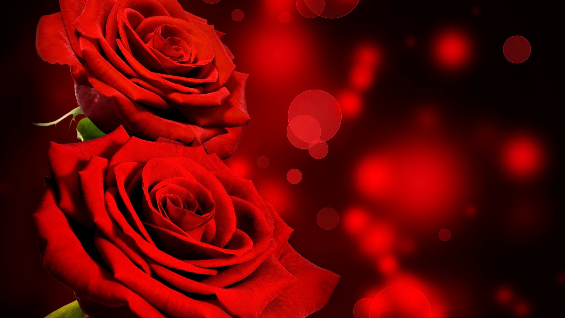 Two red roses with bokeh background HD Wallpaper