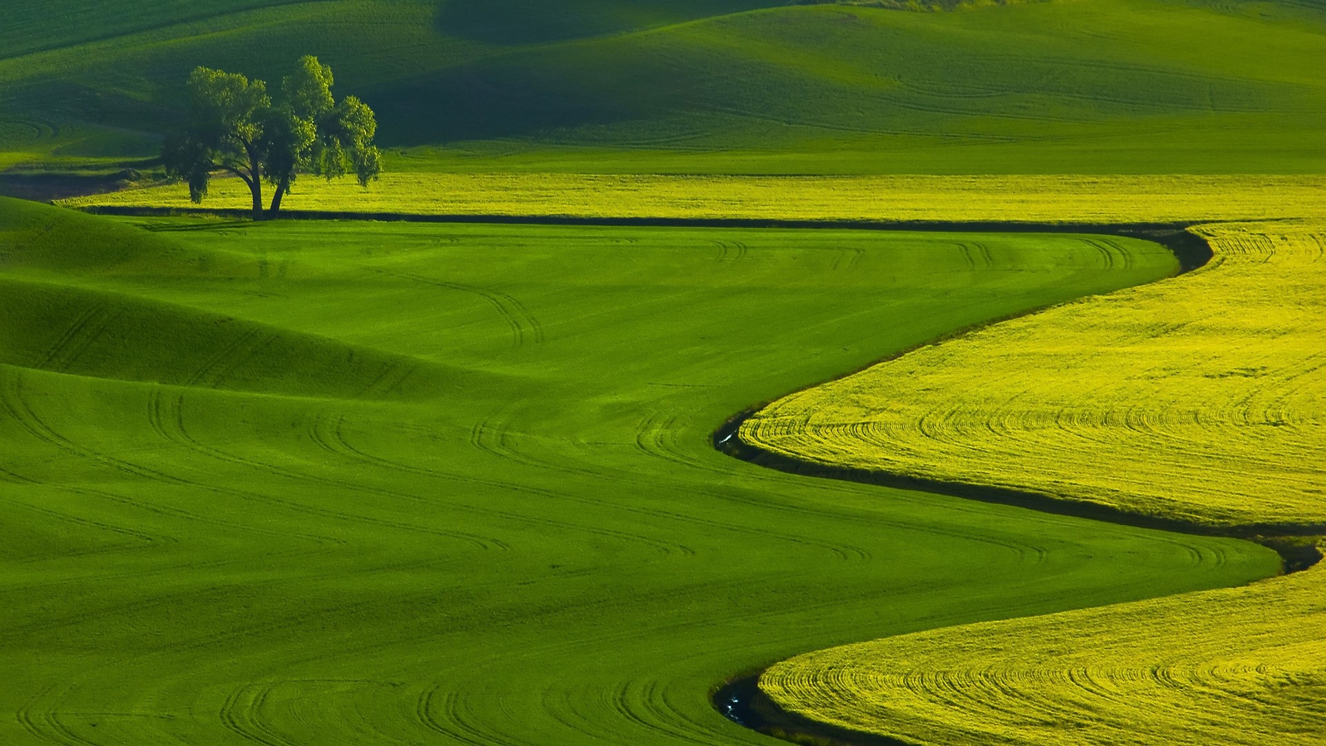 Rolling green and yellow fields with a lone tree HD Wallpaper