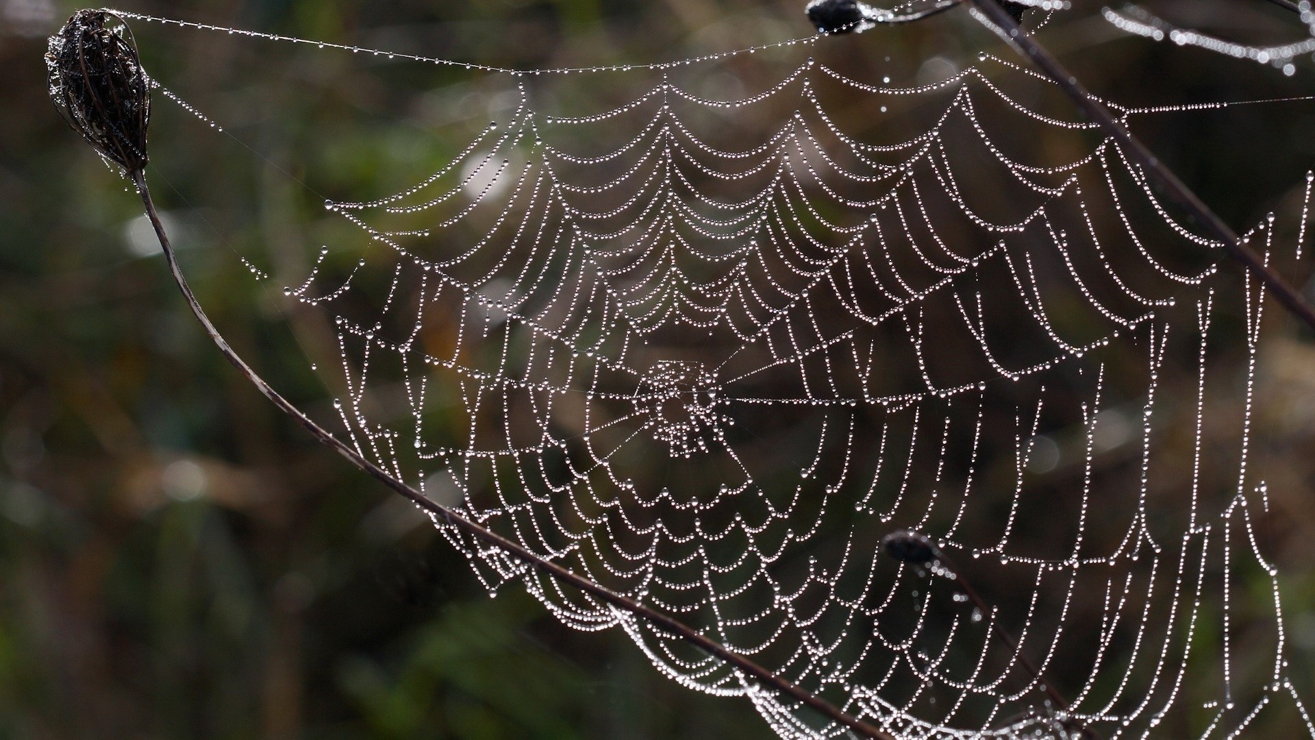 Dew covered spider web on a plant HD Wallpaper