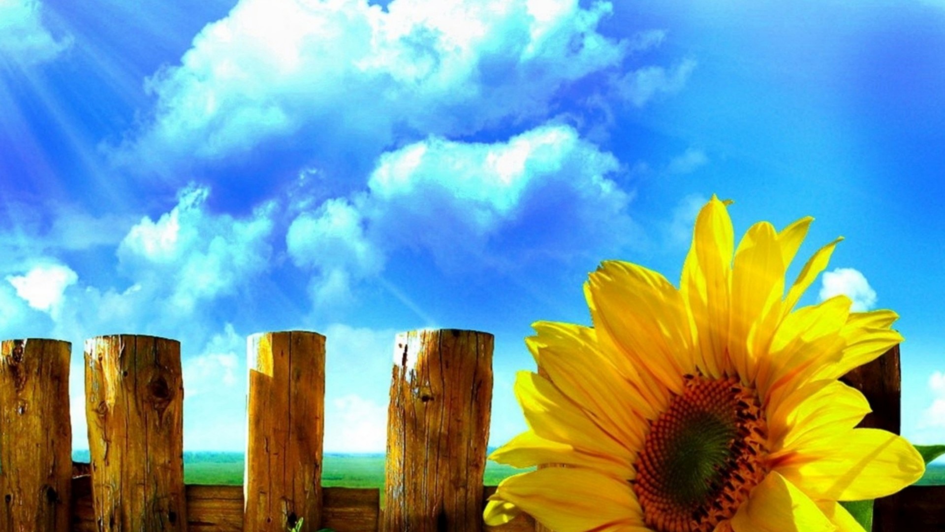 Sunflower on a Wooden Fence HD Wallpaper