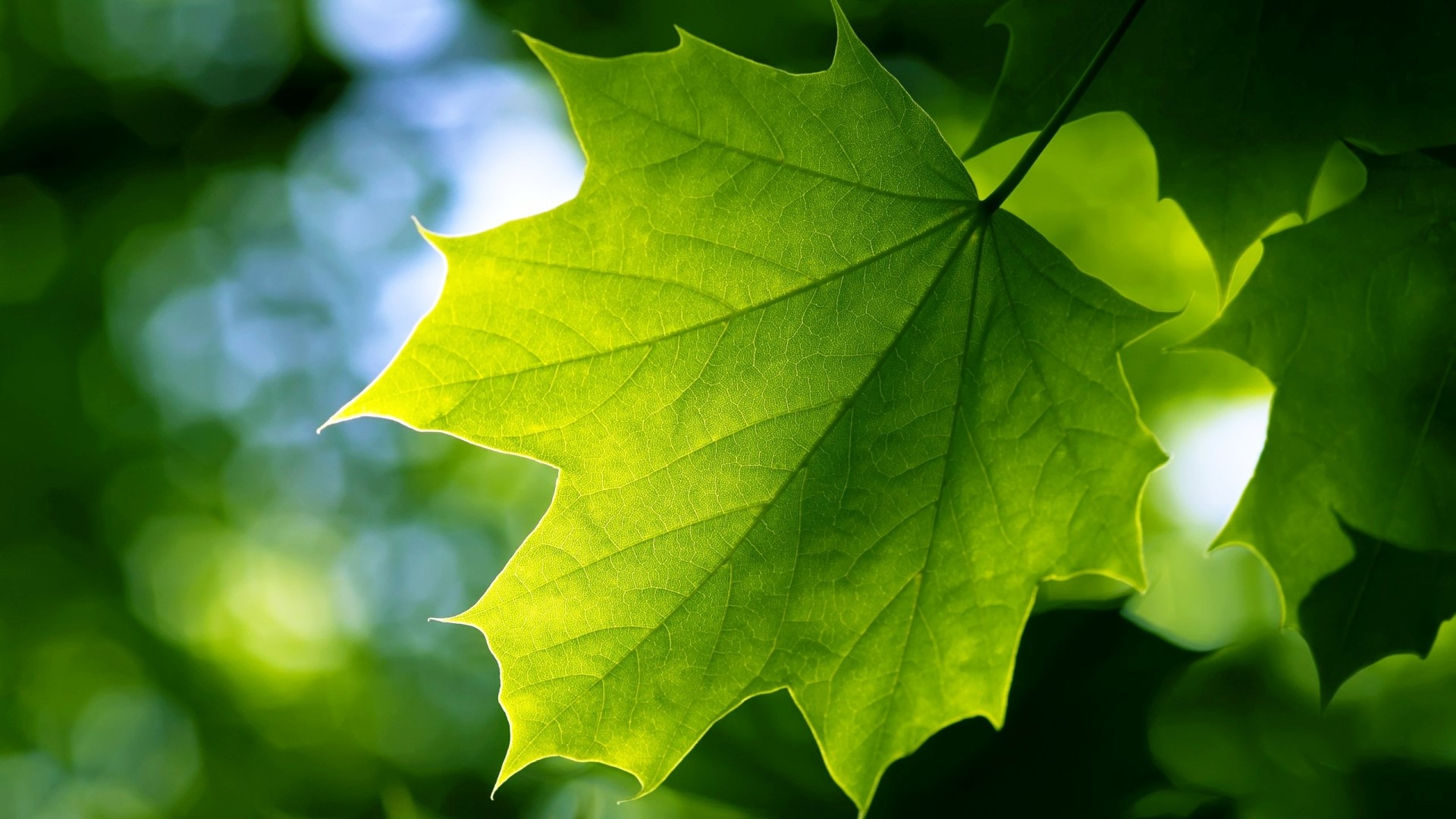 Close-up of a vibrant green maple leaf HD Wallpaper