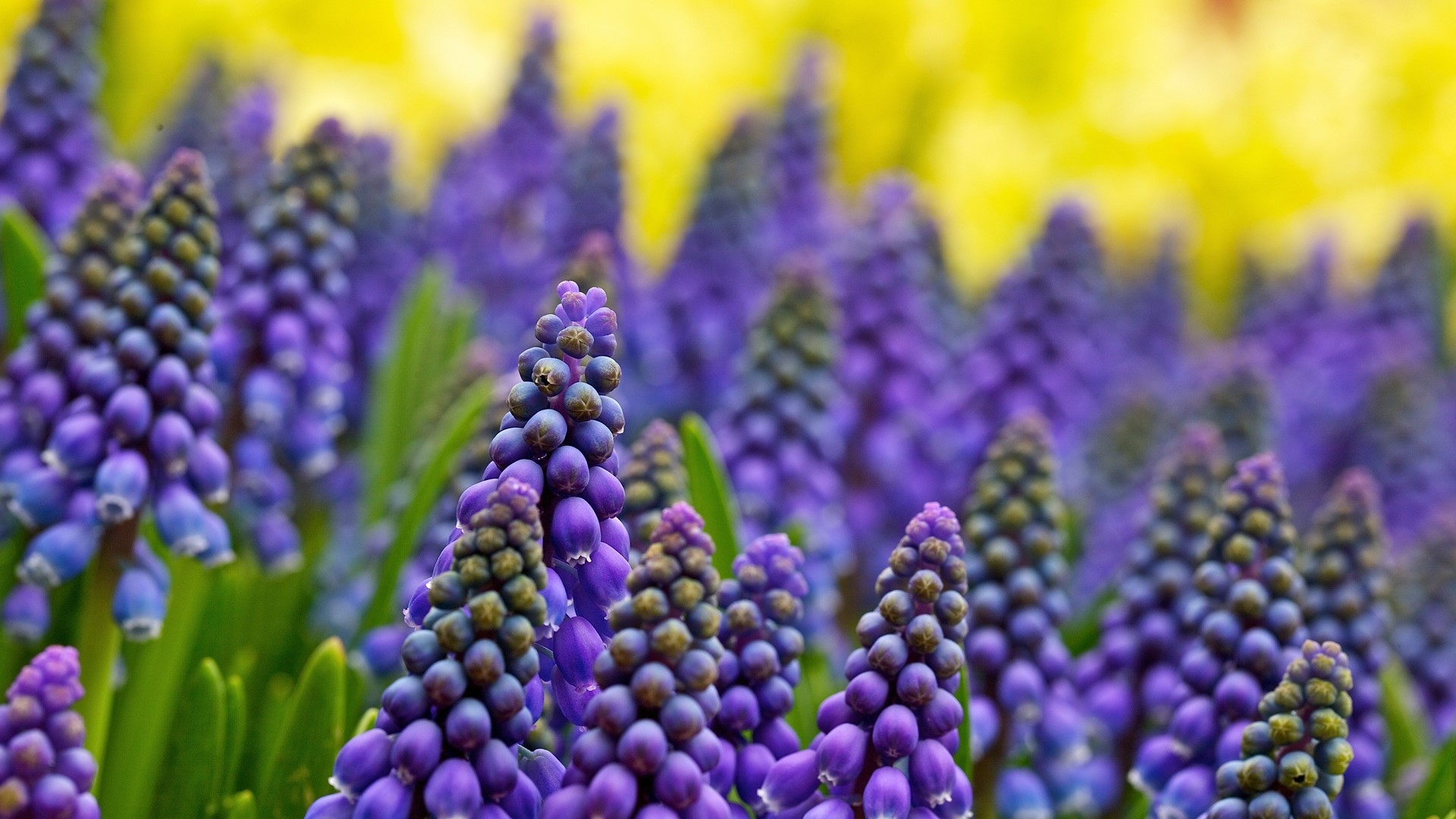 Purple Grape Hyacinth Flowers with Yellow Background HD Wallpaper