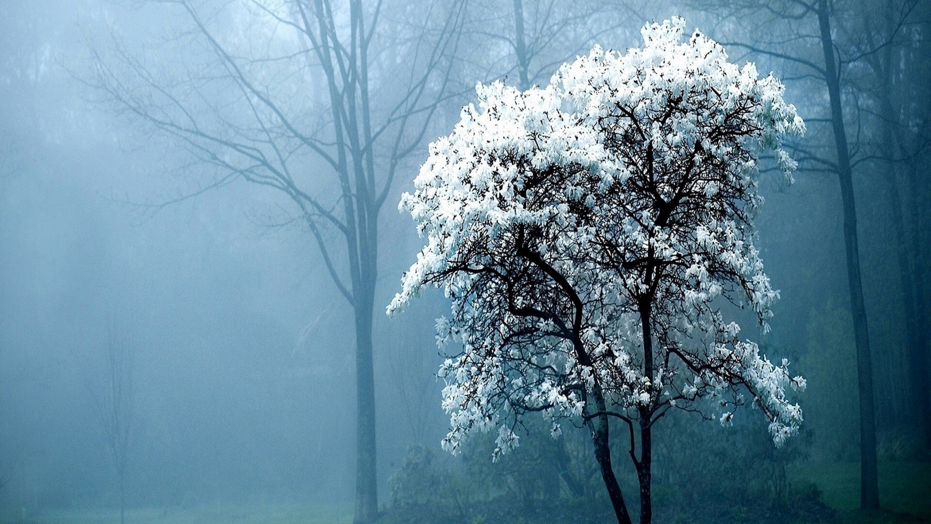 White tree in a misty forest HD Wallpaper