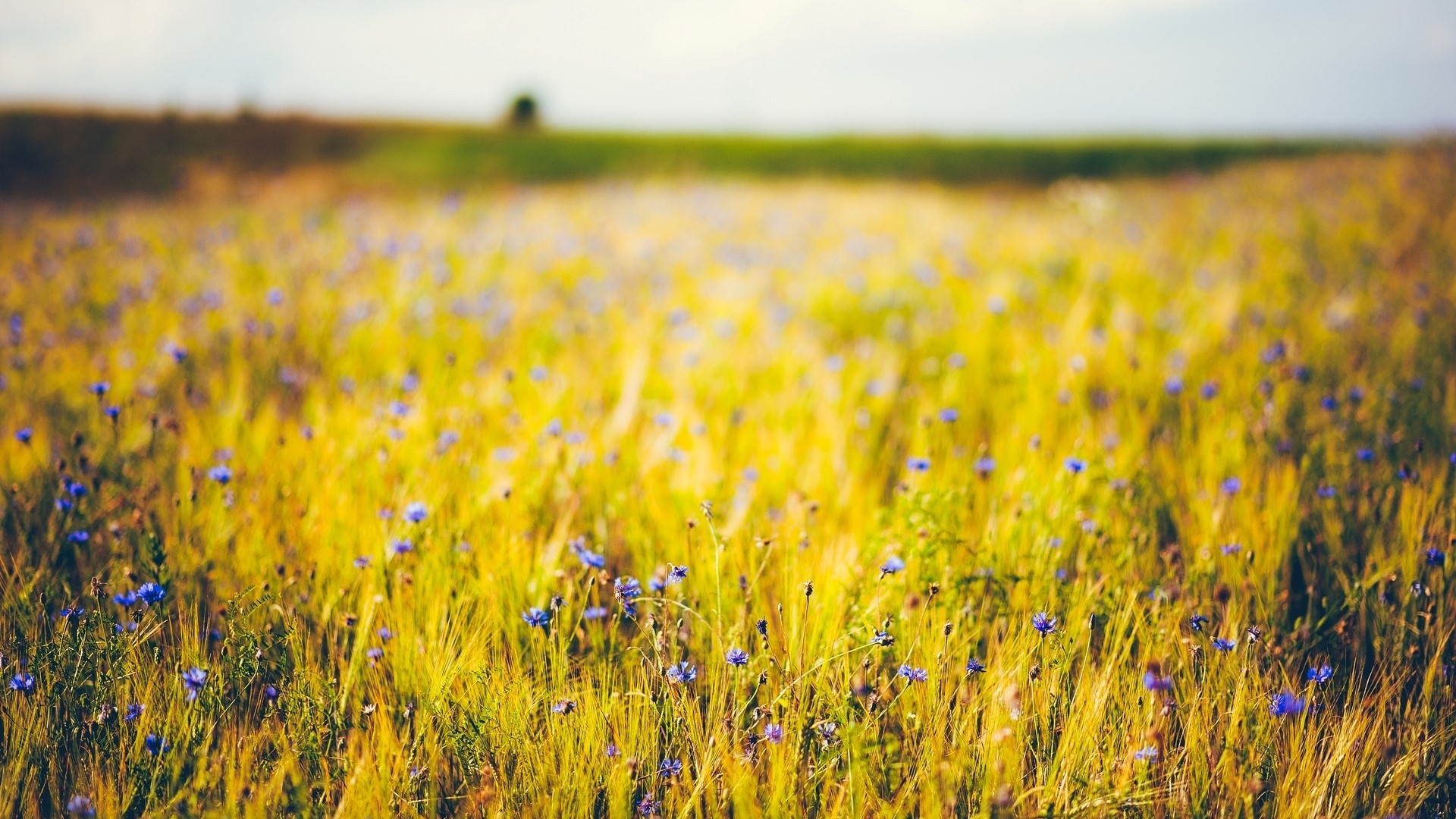 Field of golden wheat with blue flowers HD Wallpaper