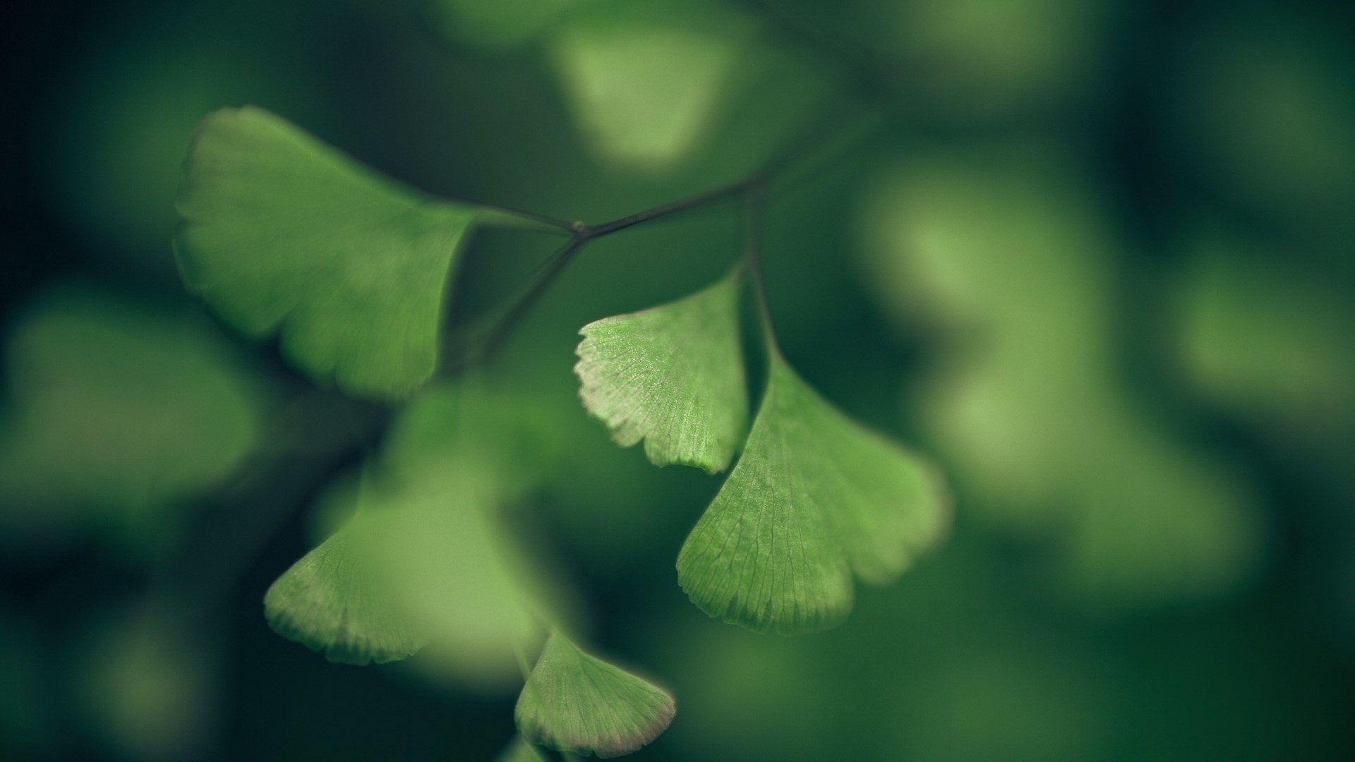Close-up of green fern leaves HD Wallpaper