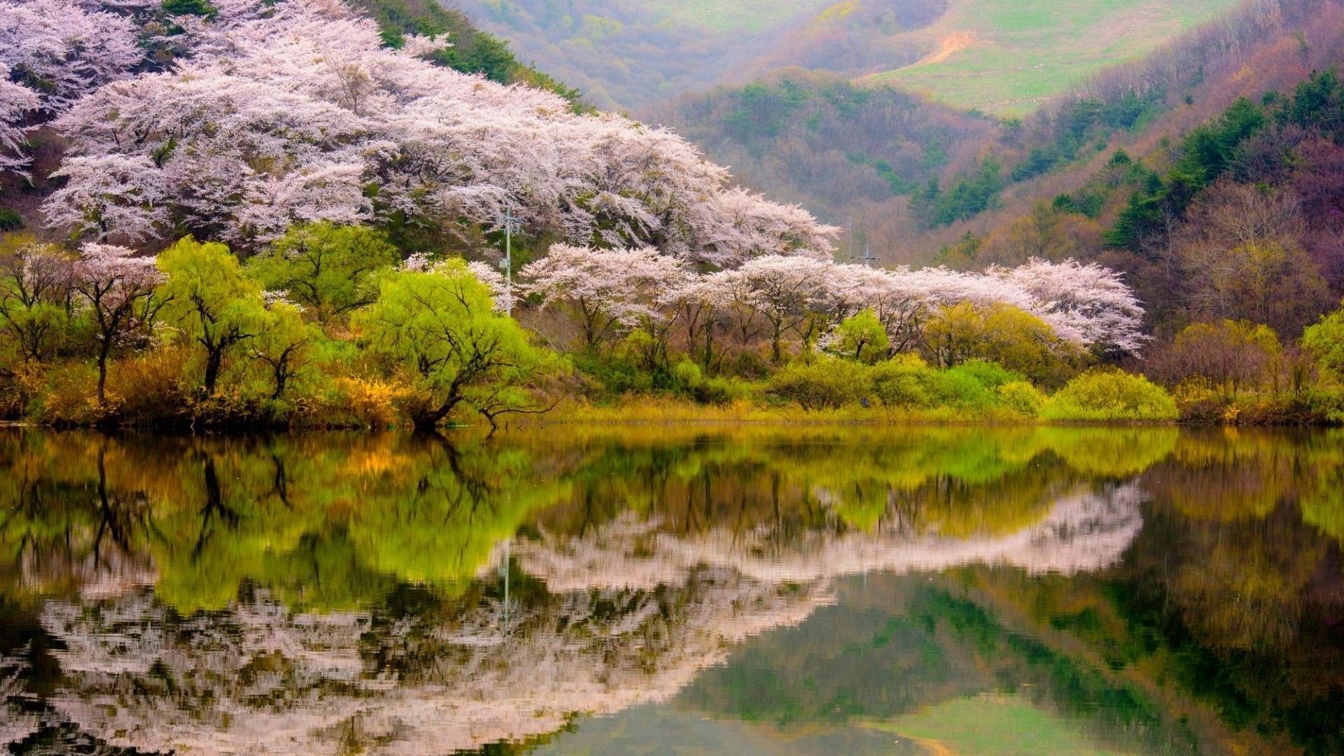 Cherry blossoms bloom on a hillside overlooking a lake HD Wallpaper