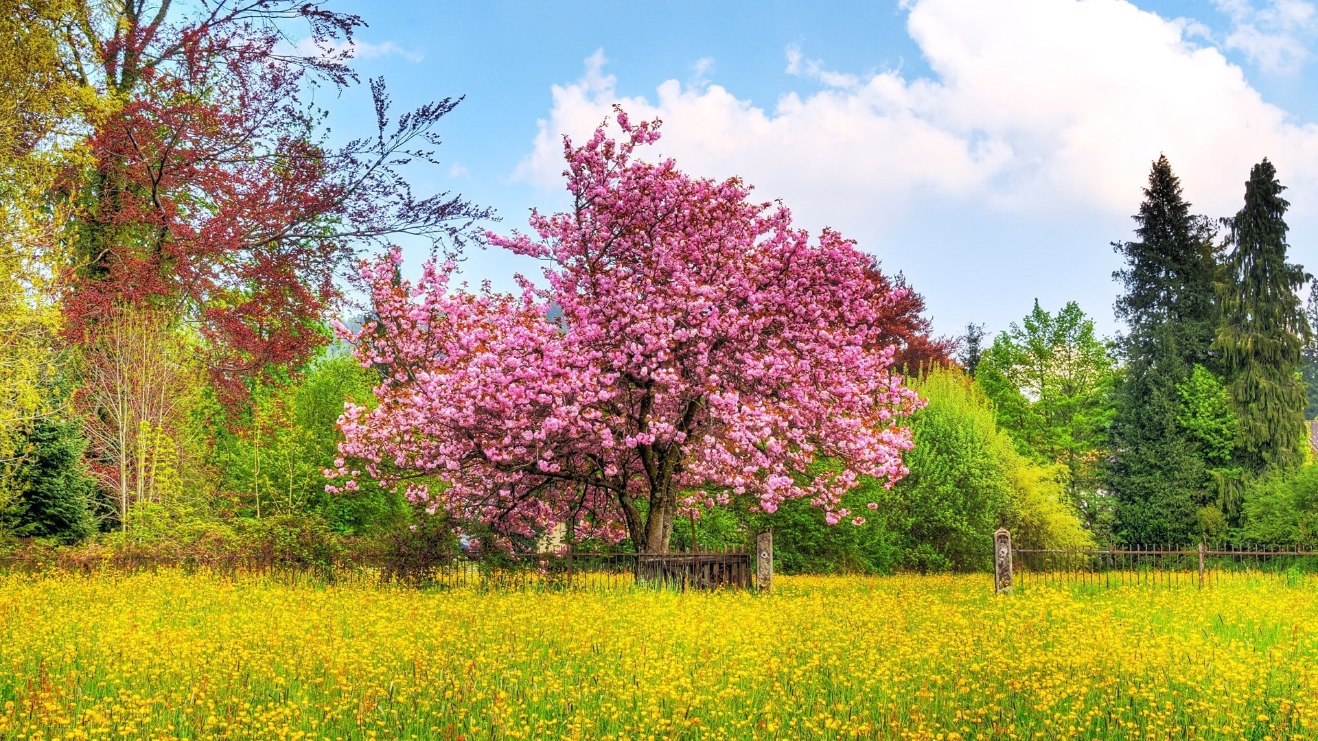 Flowery Landscape with Pink Cherry Blossoms HD Wallpaper