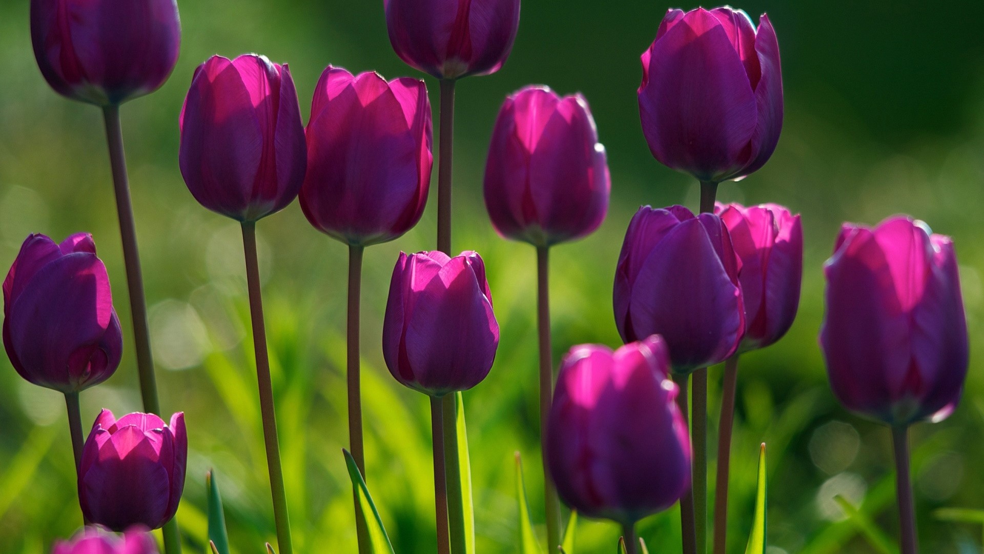 Purple Tulips in Sunlight HD Wallpaper