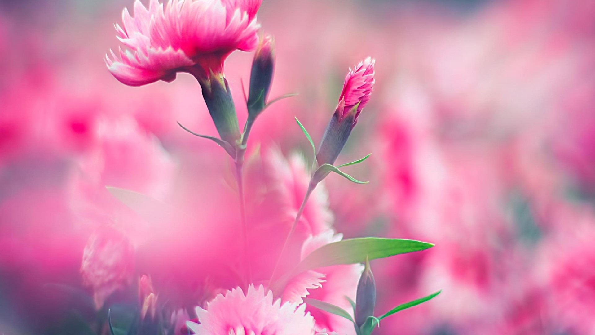 Pink Carnation Flowers Blooming HD Wallpaper
