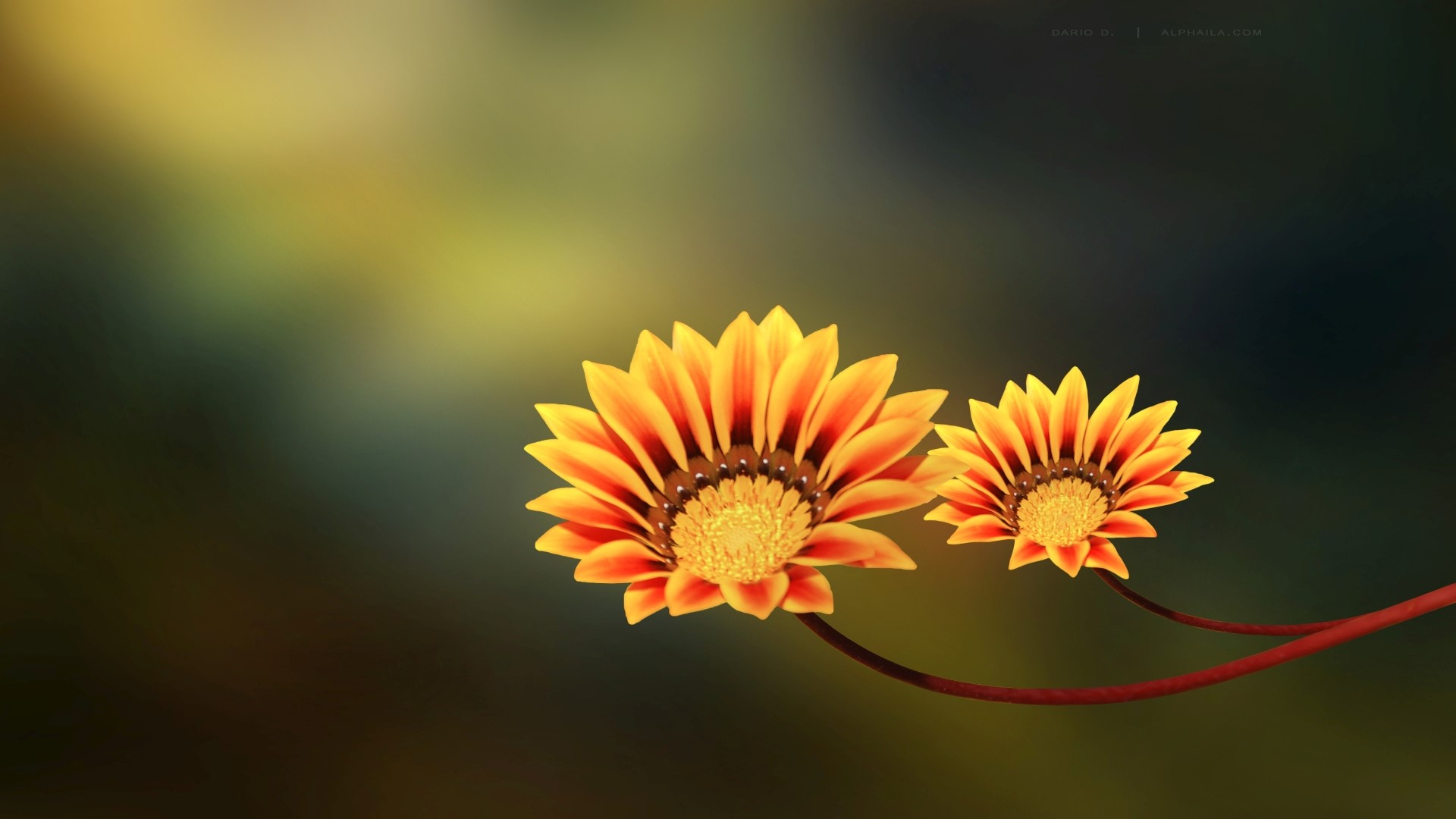 Two Orange and Yellow Flowers on a Branch HD Wallpaper