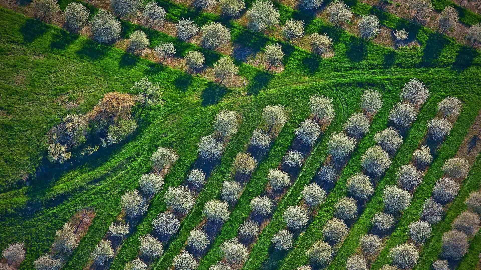 Aerial view of an orchard with rows of blooming trees HD Wallpaper