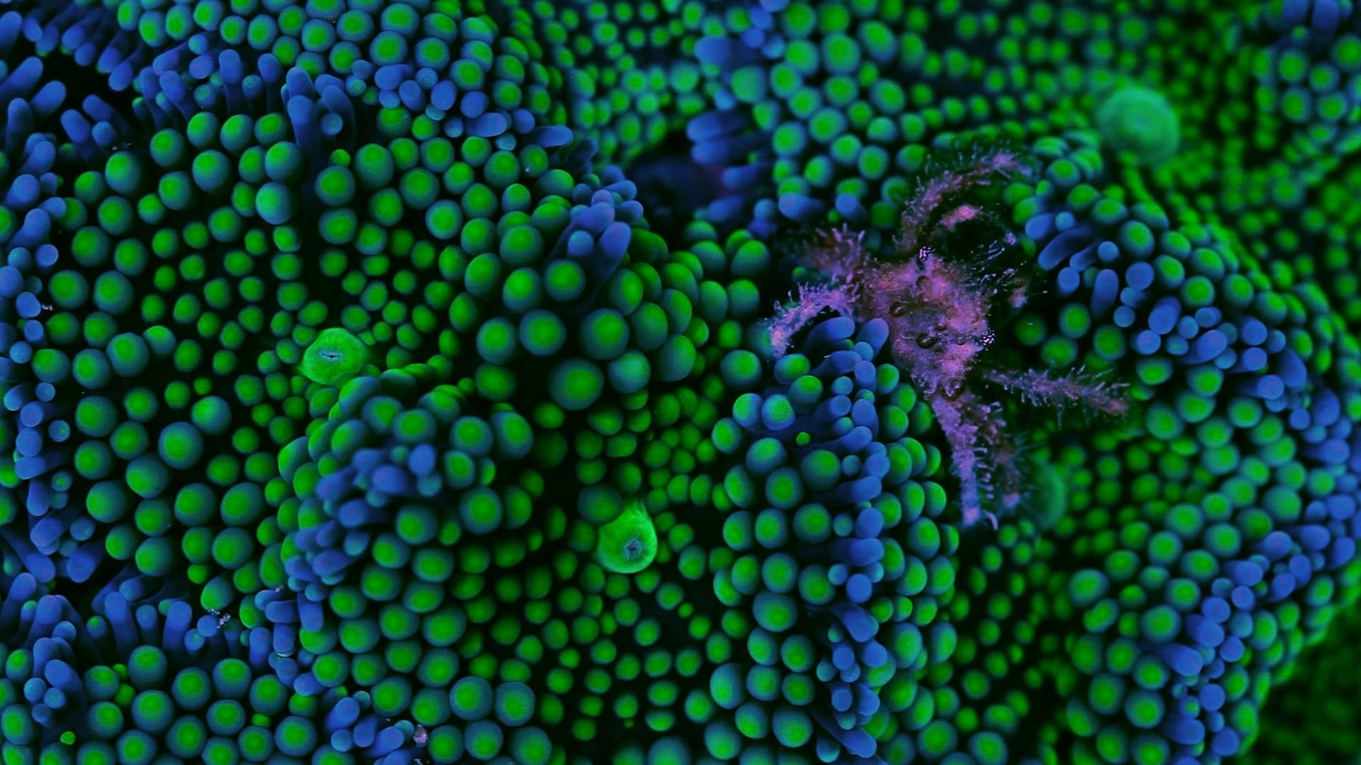 Preener Banded Crab on Corals HD Wallpaper