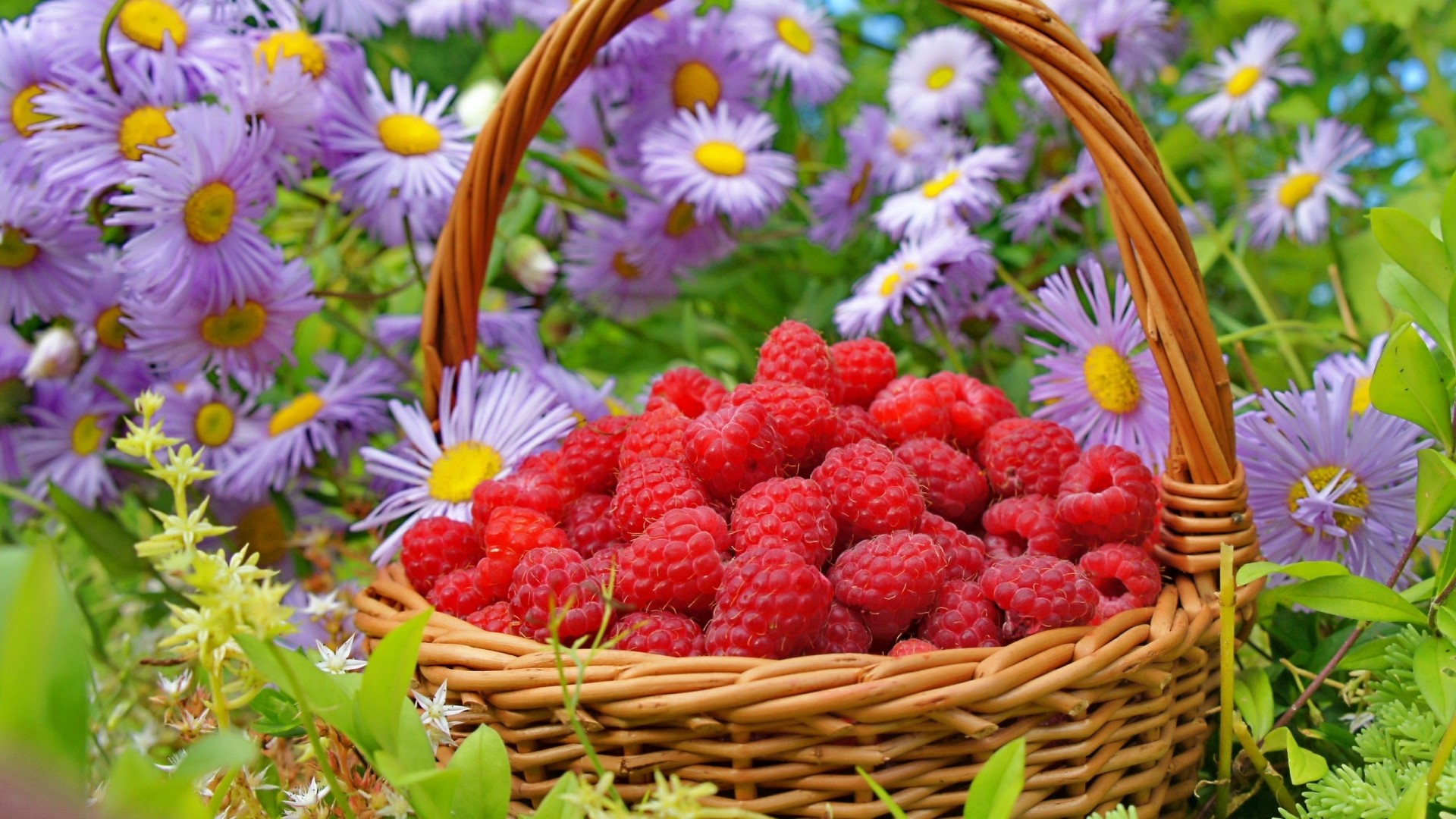 Basket of Raspberries with Purple Flowers HD Wallpaper