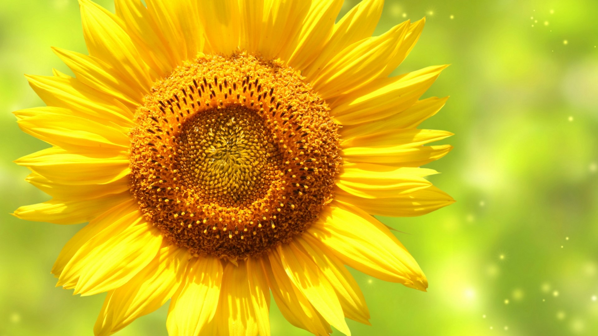 Sunflower with Bokeh Background HD Wallpaper