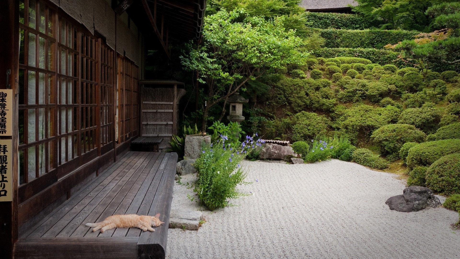 Orange cat sleeping on wooden porch of Japanese garden HD Wallpaper