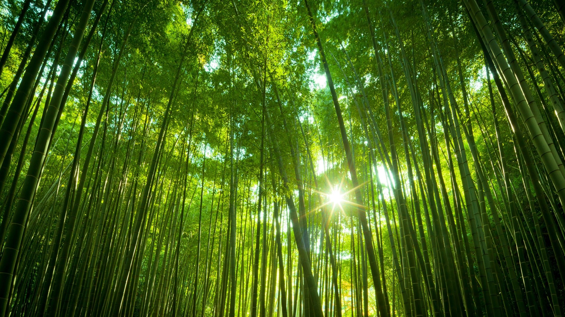 Sunlight shining through a dense bamboo forest HD Wallpaper