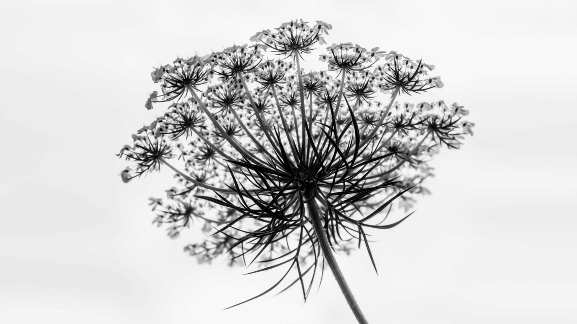 Monochrome plant with delicate flowers HD Wallpaper