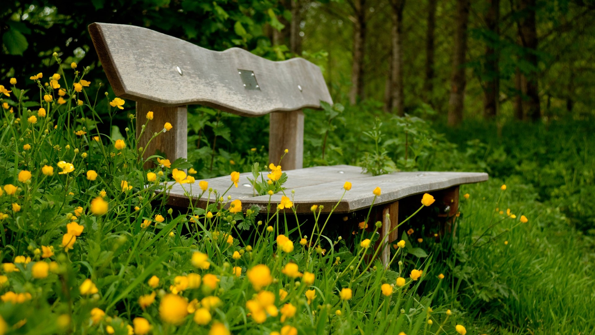 Wooden bench surrounded by yellow flowers in a forest HD Wallpaper