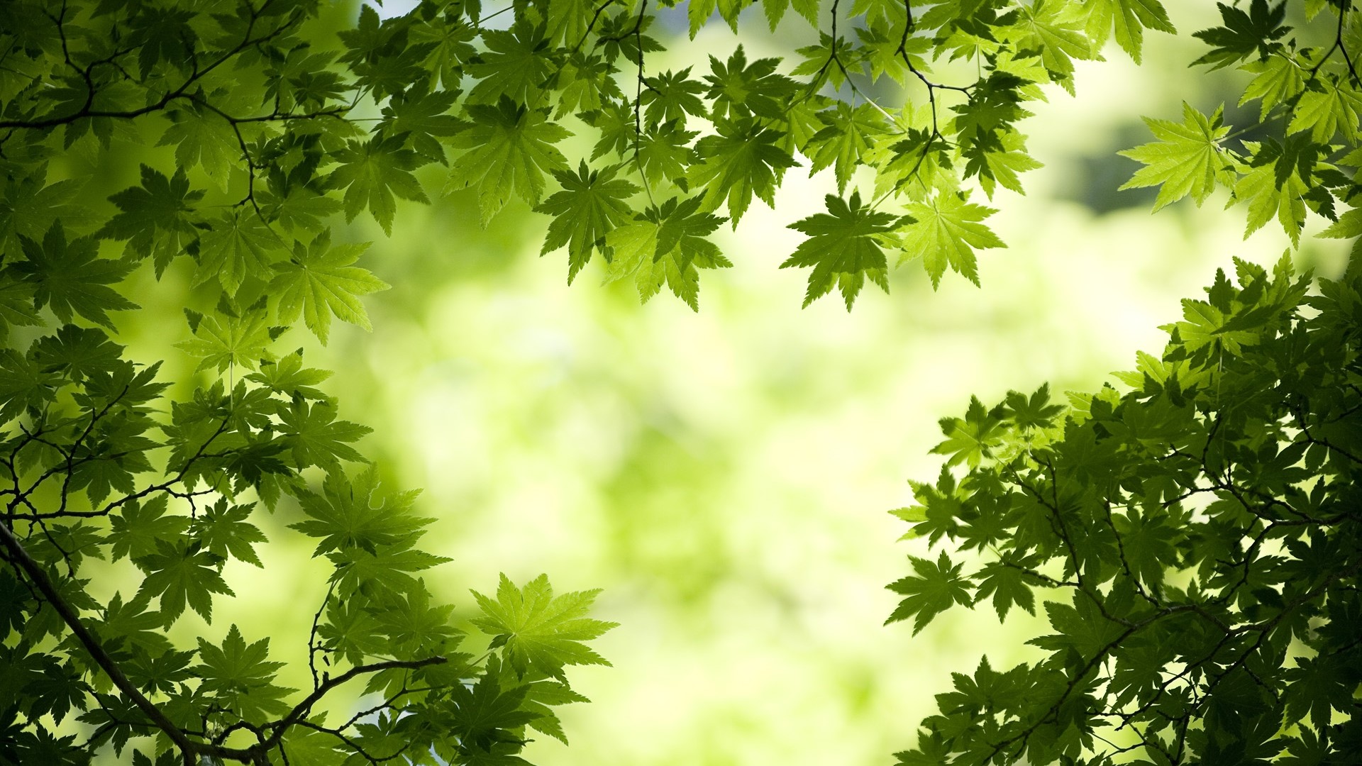 Green Maple Leaves on Branches HD Wallpaper
