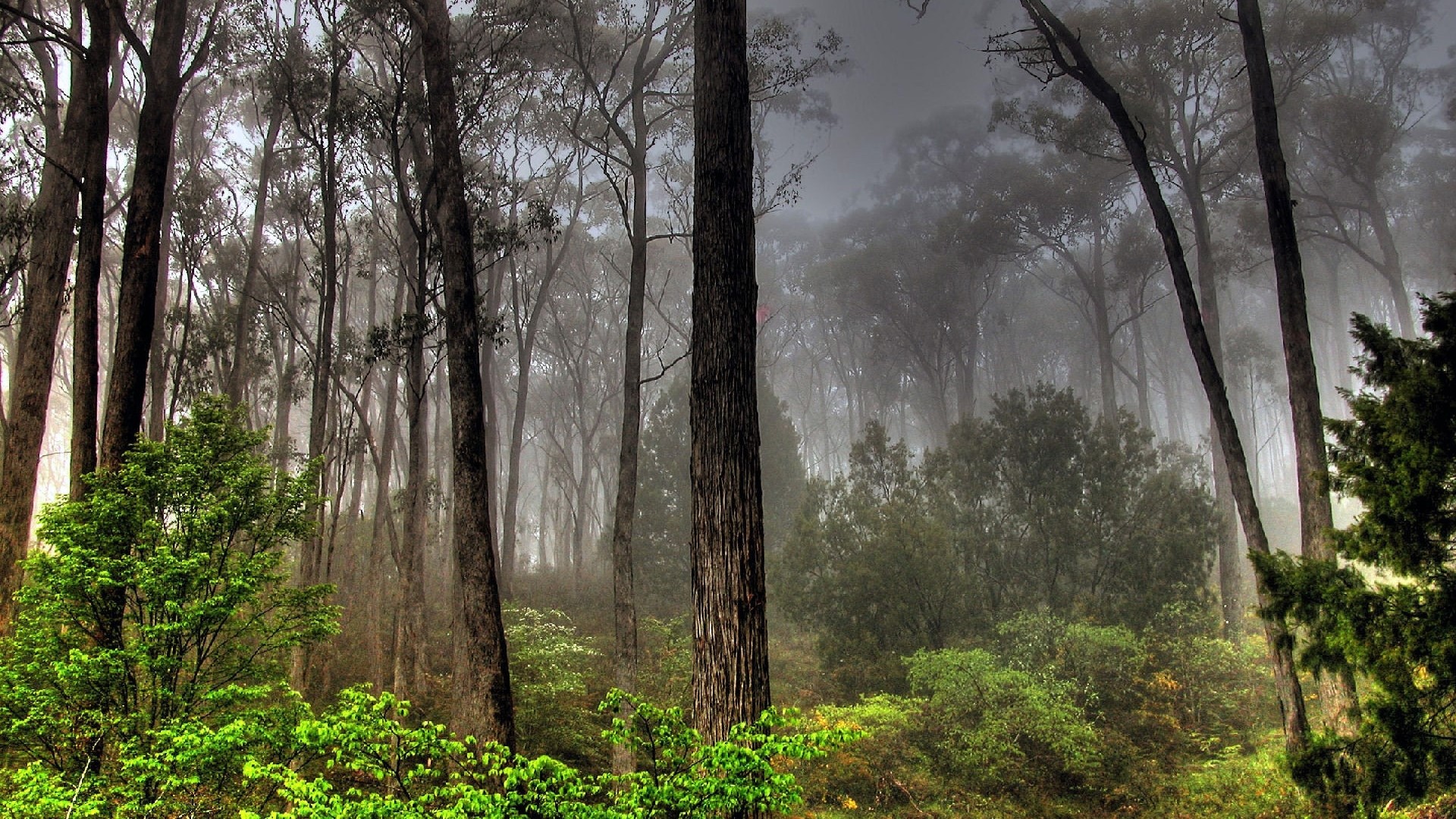 Misty Forest with Tall Trees HD Wallpaper