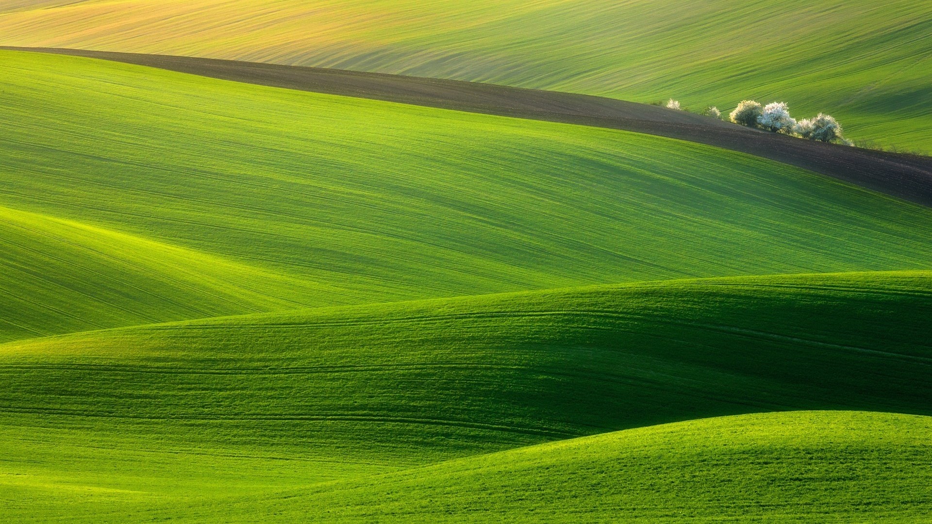Rolling green hills with trees HD Wallpaper