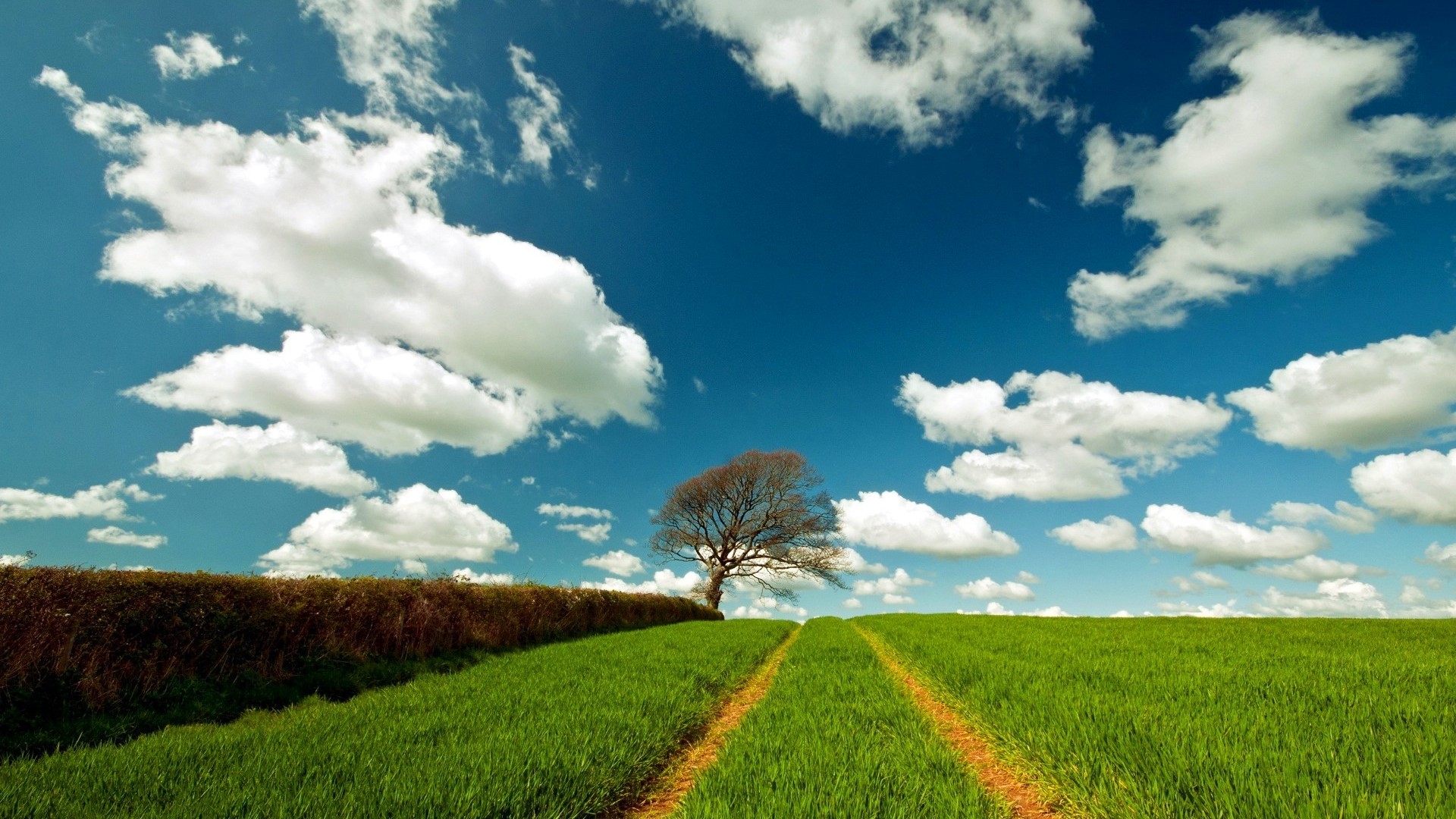 Green field with a lone tree under a cloudy blue sky HD Wallpaper