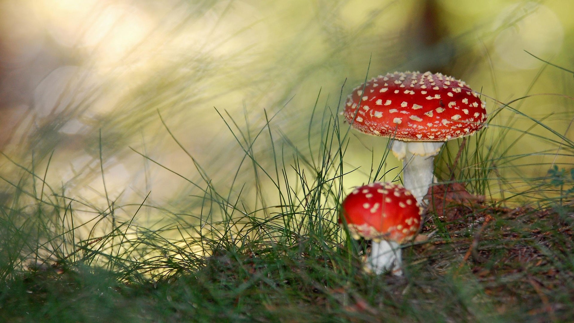 Two Fly Agaric mushrooms in grass HD Wallpaper