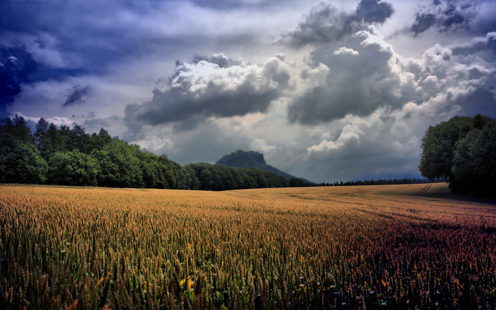 Wheat field with trees and a mountain under a cloudy sky HD Wallpaper